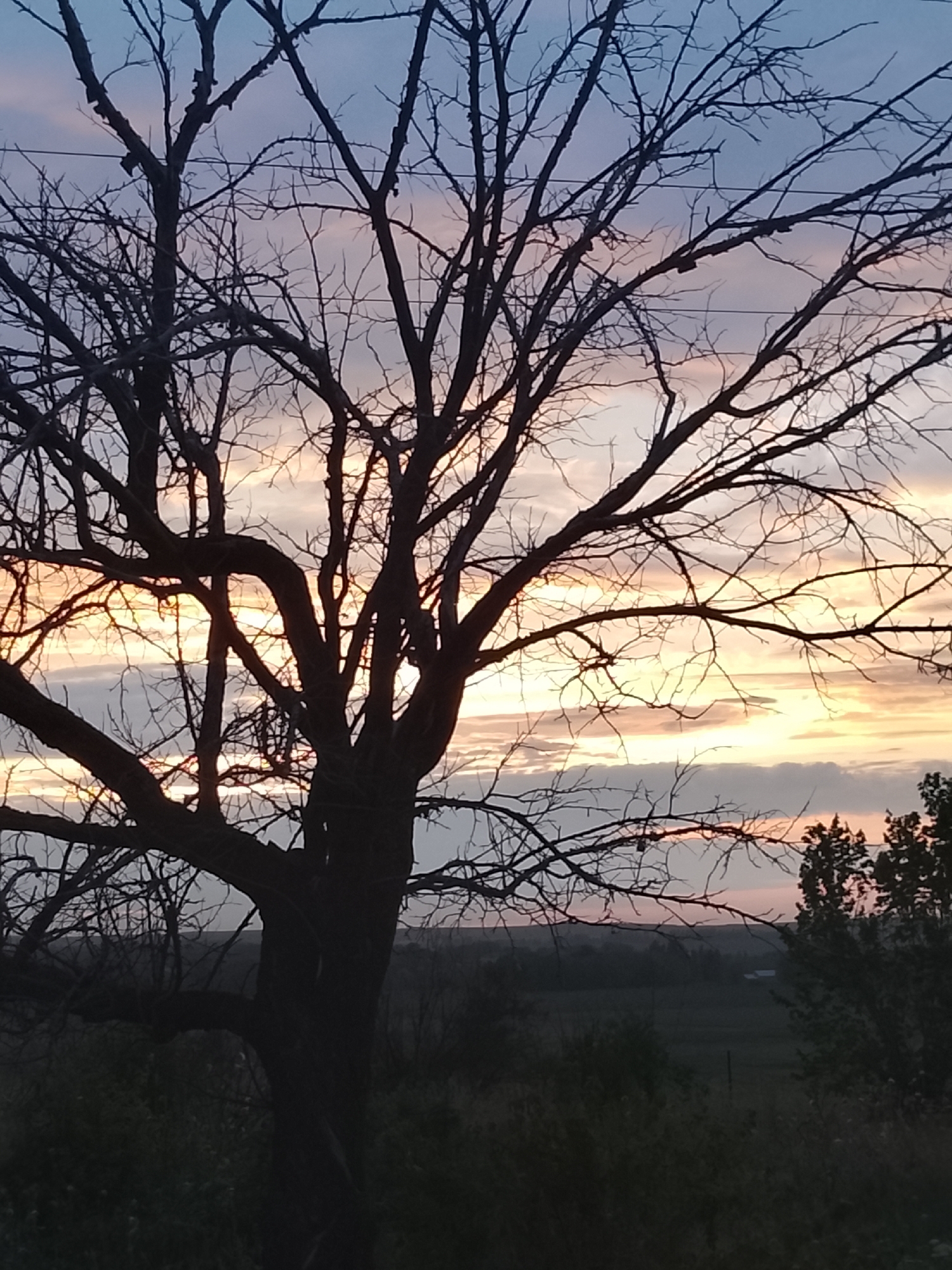 A silhouetted, leafless tree dominates the foreground against a dusky sky. The sky exhibits a gradient of colors, transitioning from a pale blue at the top to hues of pink and orange near the horizon, interspersed with gray clouds. The tree's branches are intricate and spread widely, obscuring parts of the sky and creating a natural frame. In the background, a dark, undulating landscape is visible, suggesting hills or fields. Two white structures, possibly small buildings, are faintly discernible in the distance. The overall impression is one of a serene, rural sunset.
