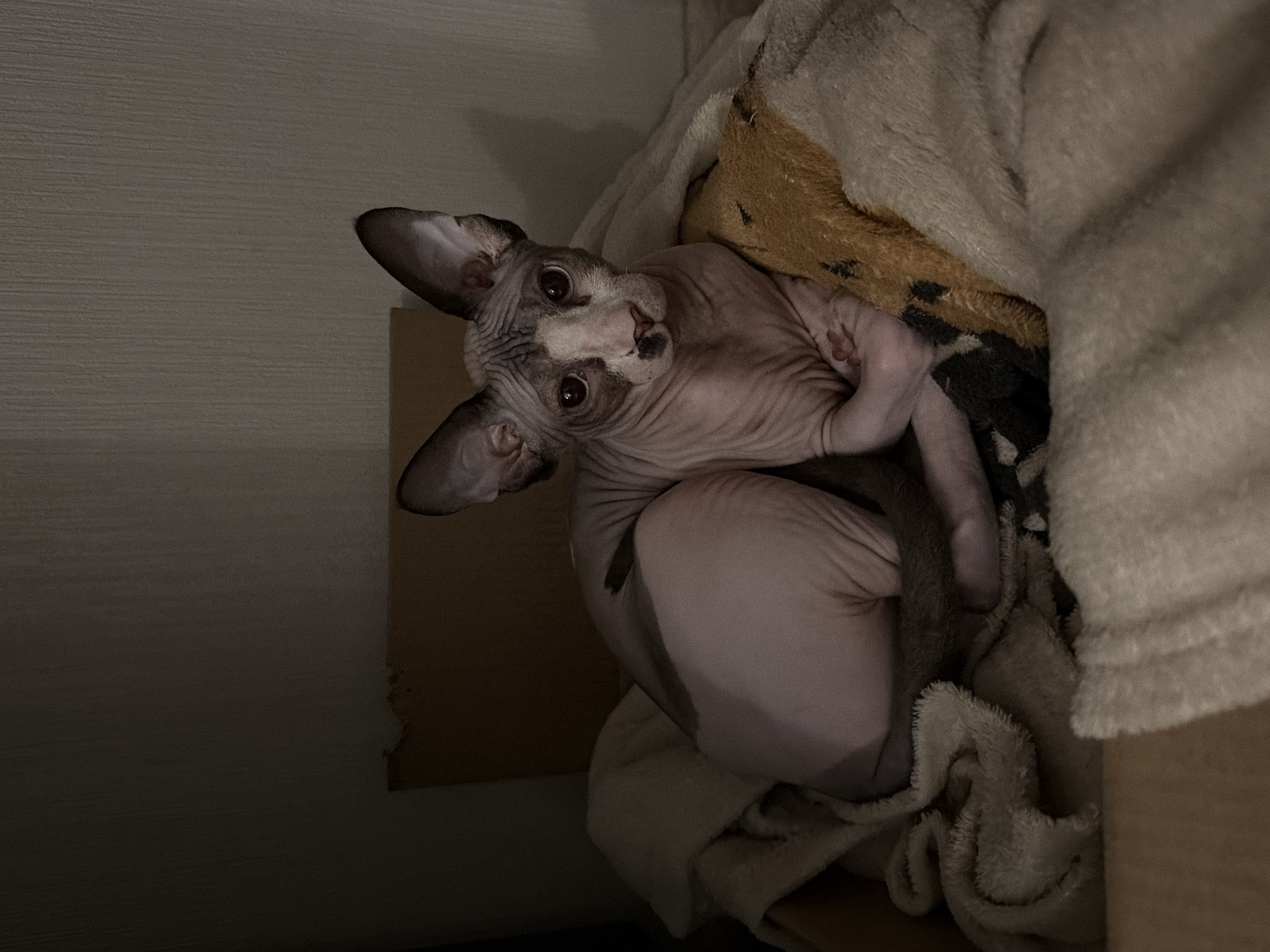 A sphynx cat is curled up on a beige blanket. The cat is hairless, with wrinkly pink and gray skin. Its large ears are pointed up, and it is looking at the camera. The cat is on a tan platform. The background is a gray wall.