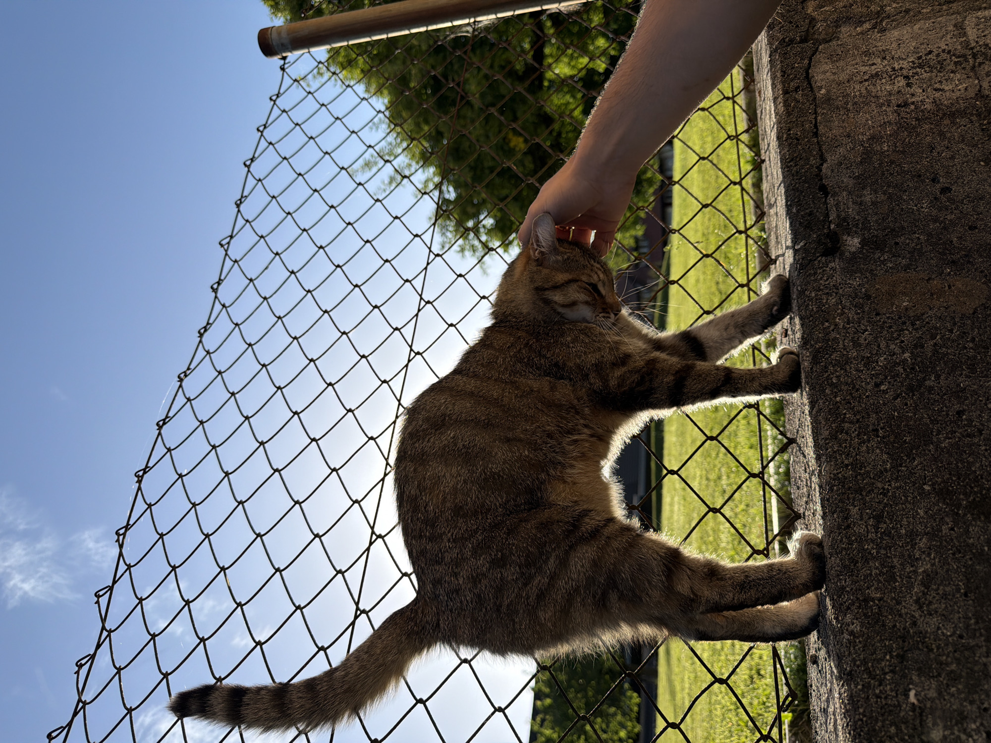 A domestic shorthair tabby cat stands on a concrete wall, facing left and looking down as a human hand gently pets its head. The cat is silhouetted against a bright sky with some wispy clouds, and a chain-link fence is visible behind it. The background shows a grassy field and trees. The lighting suggests it is either sunrise or sunset, casting long shadows and highlighting the cat's fur.