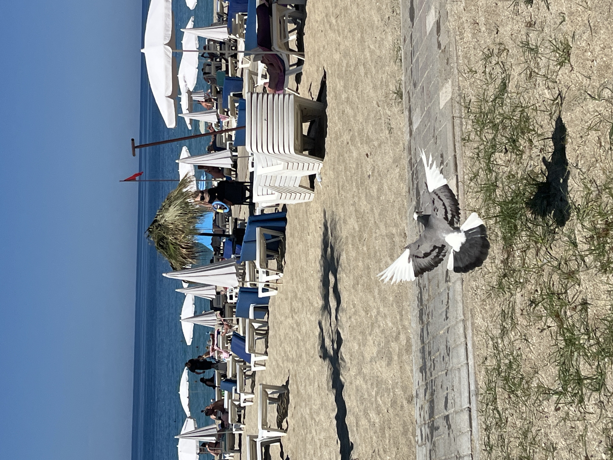 The image depicts a beach scene in Alanya, Turkey. The beach is lined with white umbrellas and lounge chairs occupied by people. In the foreground, a pigeon is in mid-flight near a paved walkway bordered by sandy vegetation. The sea stretches to the horizon under a clear blue sky. A red flag is visible near the center of the frame. Stacks of white plastic chairs are positioned on the sand.