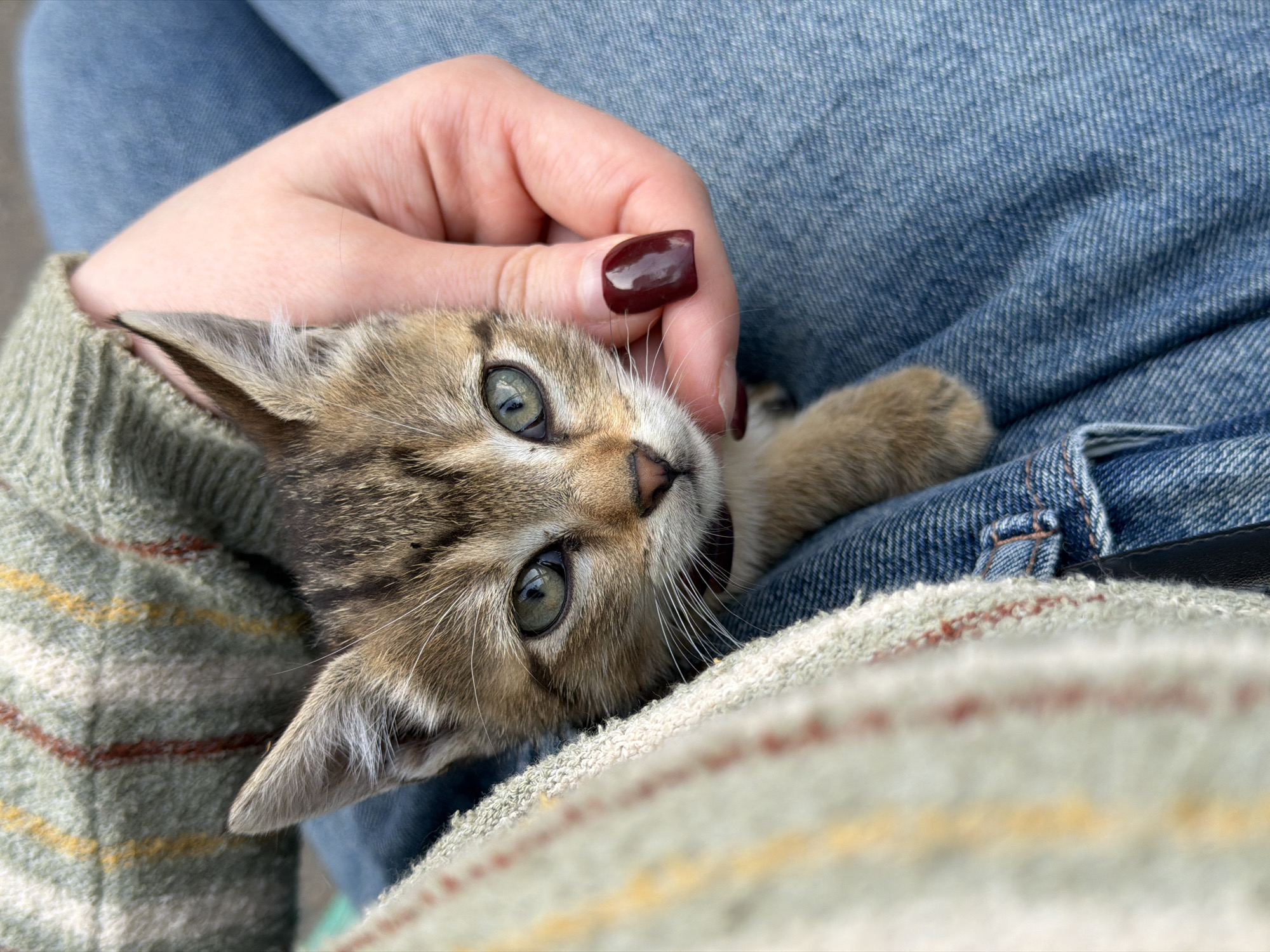 A close-up shot shows a tabby kitten being held. The kitten's head is tilted, with large, light green eyes gazing at the camera. A person's hand with a dark brown nail polish on the fingernails is gently touching the kitten's face. The kitten is resting on what appears to be blue denim jeans, and a striped woolen blanket or sweater is visible. No information indicates the location is Beryozovy, Russia.