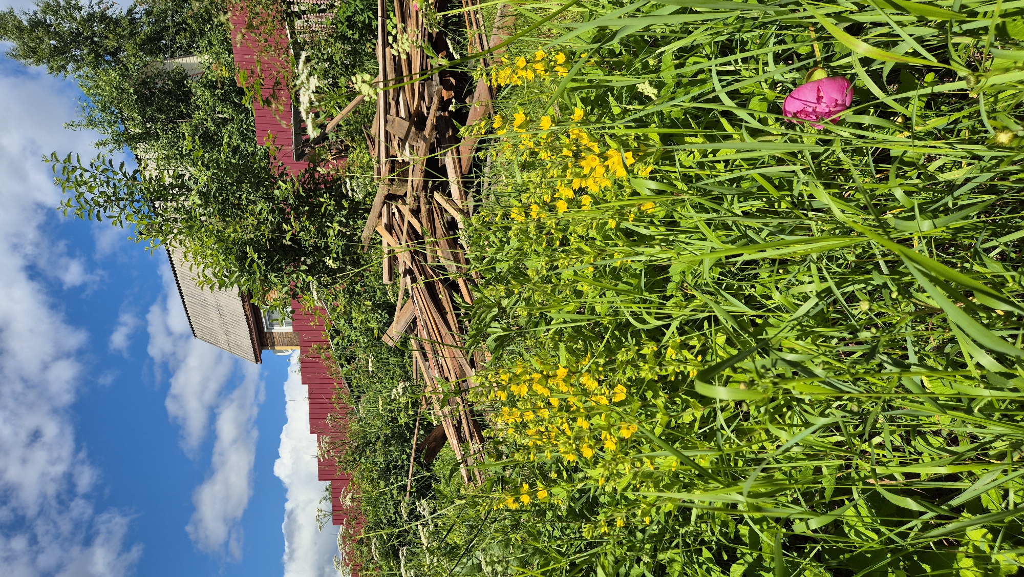 A vertical outdoor shot depicts a sunlit backyard scene in a rural setting, likely in Mashezero, Russia. The foreground is dominated by lush green grass and foliage, interspersed with clusters of small yellow flowers. A single, vibrant pink peony peeks out from the tall grass on the right side of the frame. Behind the vegetation, a pile of weathered wooden planks is stacked against a red wooden fence. Further back, the roof of a simple, light-colored house is visible, with part of its red siding showing. The background reveals a bright blue sky dotted with fluffy white clouds. The overall impression is one of a serene, rustic summer day, possibly late afternoon given the warm sunlight casting shadows. There is no text visible in the image.