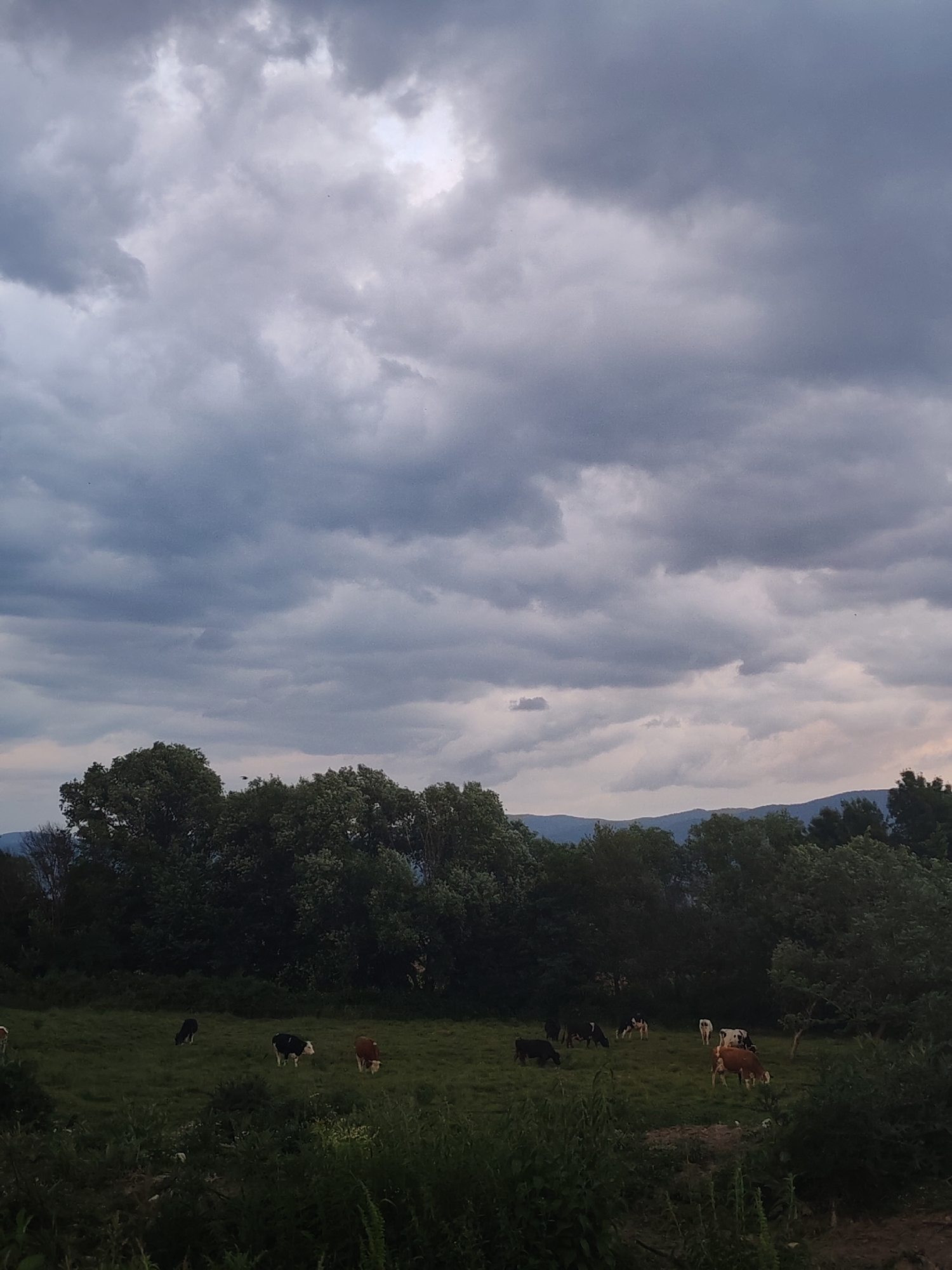 An outdoor, eye-level photograph captures a pastoral scene under an overcast sky. The upper two-thirds of the image are dominated by a dramatic, cloudy sky, featuring a mix of dark grey, stormy clouds and lighter, brighter patches, suggesting diffused light or an impending change in weather. Small, dark specks, possibly birds or insects, are visible against the clouds.
A dense treeline, composed of mature trees with dark green foliage, spans horizontally across the middle ground of the image, separating the sky from the lower pasture. Behind the trees, faint outlines of distant mountains or hills are visible, blending into the muted sky.
The lower third of the image depicts a lush green pasture where several cows are grazing. The cows vary in color, including solid black, black and white, and various shades of brown and white. They are scattered across the field, heads down, actively feeding. The foreground consists of overgrown grass and shrubs, partially obscuring the view into the field.
The lighting suggests either late afternoon/early evening or a heavily overcast day, as there are no harsh shadows or direct sunlight. The overall atmosphere is tranquil and somewhat muted due to the cloudy conditions. There is no visible text in the image.