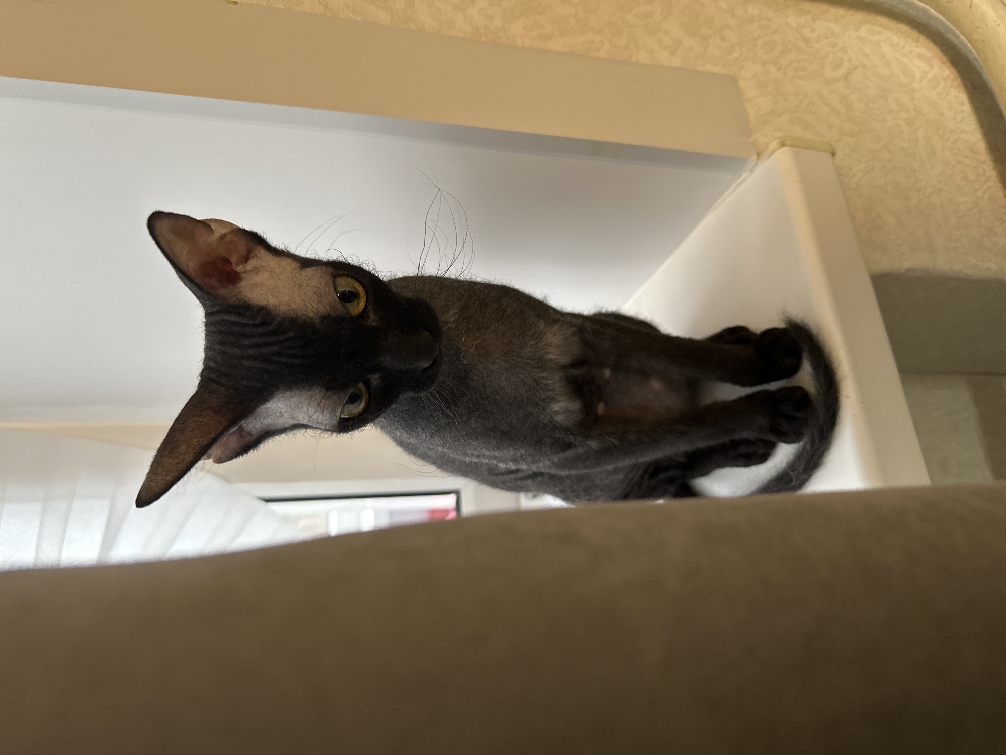 A dark grey Devon Rex cat is positioned on a white surface, likely a shelf or counter, within an indoor environment. The cat has large, pointed ears, yellow eyes, and a slender body. Its posture suggests it is relaxed, perhaps resting or observing its surroundings. The background includes a white wall and a glimpse of a window with sheer curtains. The vantage point is from below the cat, looking upwards. There is no evidence of a specific location such as Chaikovsky, Russia.