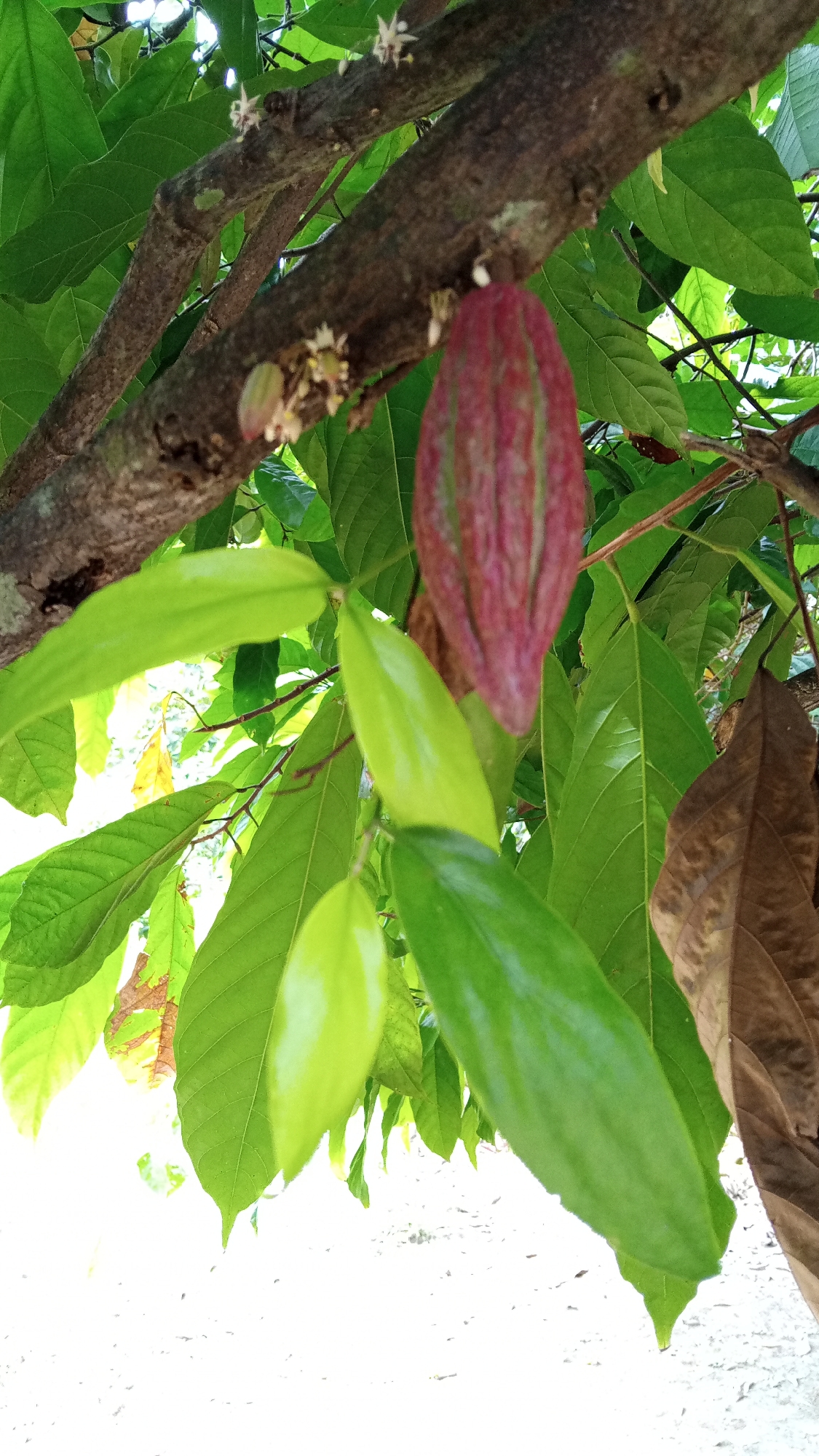 A cacao pod, approximately 15 centimeters long and showing striations of green and burgundy, hangs from a brown, woody branch. The branch is supported by a larger, darker branch in the upper left of the image. Several bright green, elongated leaves surround the pod and branch. In the background, out of focus, are more green leaves, some appearing sun-bleached, and a bright white, textured surface which is likely the ground. Small, delicate white flowers are visible on the branches. The image captures a close-up view of the cacao plant's growth, emphasizing the developing fruit amidst its foliage. The setting appears to be an outdoor environment with natural light.