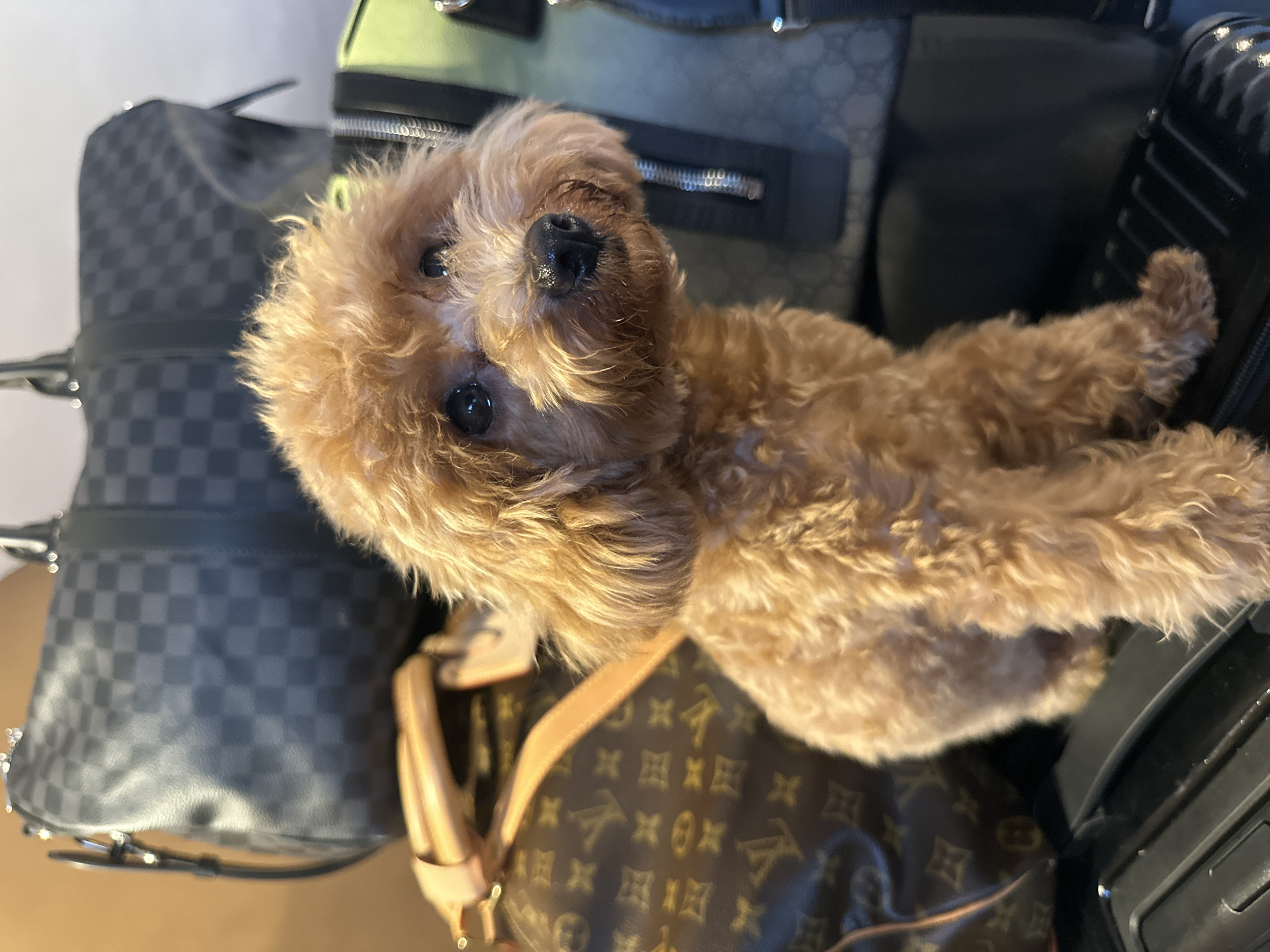 A small, fluffy, light brown dog, resembling a Poodle or Poodle mix, is positioned among several travel bags, looking directly at the camera. The dog has dark, expressive eyes and a shiny black nose.
Surrounding the dog are various pieces of luggage. To the dog's upper left, a dark grey/black bag with a distinctive checkered pattern, consistent with Louis Vuitton Damier Graphite canvas, is visible. Below the dog, to its right, a brown monogrammed bag featuring the iconic Louis Vuitton "LV" logo and quatrefoil patterns is prominent. Further in the background, a green-toned bag displays a subtle pattern consistent with the Gucci GG monogram. A black, ridged, hard-shell suitcase is also partially visible on the far right edge of the frame.
The setting suggests a travel context, possibly indoors at a home or hotel, with the dog accompanying the luggage. The lighting is bright and diffused. The dog's expression is calm and inquisitive. While the location context of Kuta Selatan, Indonesia, is provided, there are no specific visual elements within the image to confirm this.