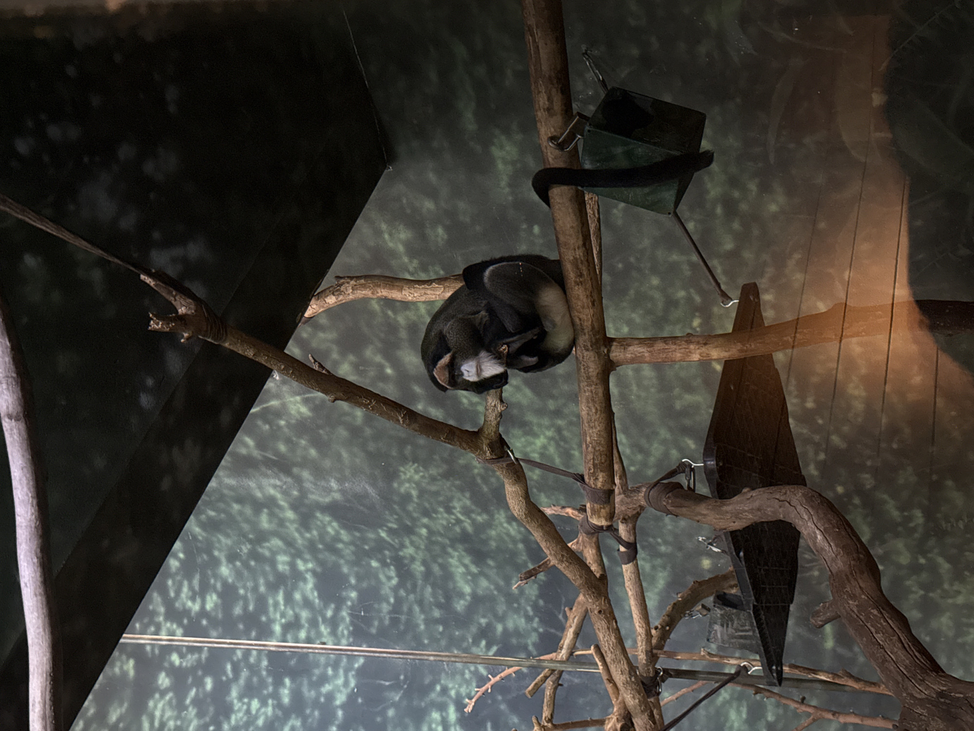 A De Brazza's monkey is curled up and sleeping on a tree branch inside an enclosure with a forest backdrop, possibly at a zoo in Chicago, Illinois. The monkey is dark-colored with a light-colored face and appears to be deeply asleep. A birdhouse is seen above on the right and a shelter is to the left. The enclosure is indoors, and the lighting is relatively dim.