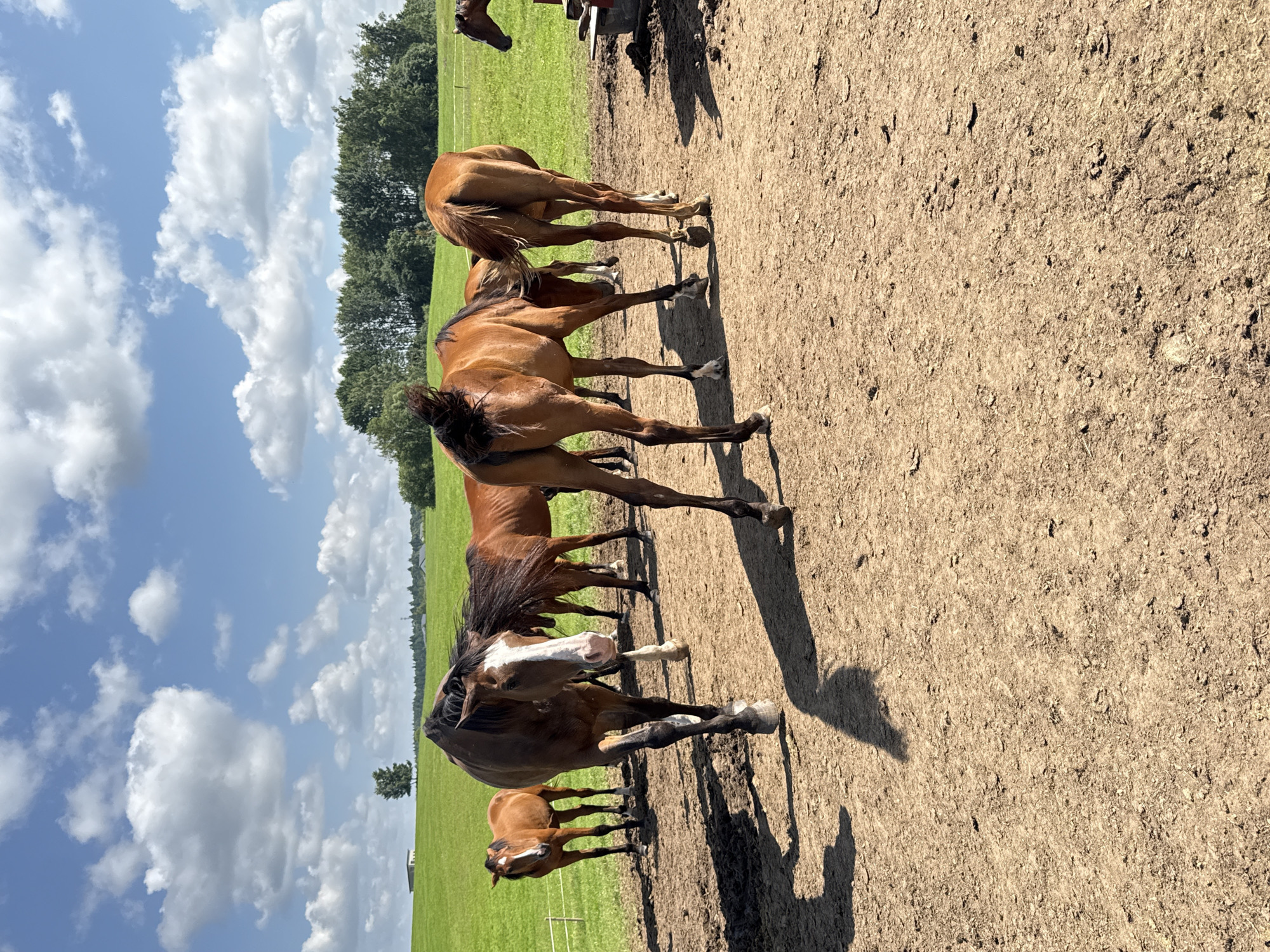 This is a medium shot, eye-level, natural light photograph of a herd of horses in a rural outdoor setting. The horses are of various shades of brown, some with white markings on their faces and legs. They are standing on a dry, dirt ground, which appears to be a paddock or corral. In the background, there is a lush green field with a line of trees in the distance under a bright blue sky with fluffy white clouds. To the far left of the image, a small structure is visible on the green field, possibly a shed or barn. In the far right, a feeding trough or water trough is partially visible. The horses are the primary subjects, with one horse in the foreground facing the camera and appearing to walk towards it. Its head is slightly lowered, and its body is angled. Other horses are scattered around the scene, some facing away from the camera, and others in profile. The overall impression is a peaceful, pastoral scene. The location is described as Galinė, Lithuania.