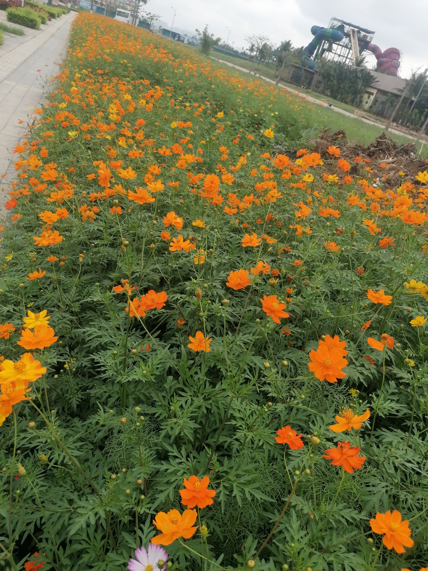 The image captures a vibrant outdoor scene featuring a vast expanse of orange and yellow flowers, primarily Cosmos bipinnatus, planted densely along a paved pathway. The flowers dominate the foreground and mid-ground, extending towards the horizon on the left side of the frame. Their bright petals contrast with the lush green, fern-like foliage of the plants.
On the left, a light-colored paved path, possibly made of concrete or stone pavers, runs diagonally into the distance, bordered by a low, manicured hedge. The path suggests a pedestrian area within a park or resort setting.
In the background, under an overcast sky, large, colorful structures reminiscent of a water park or amusement park are visible. These include tall, winding slides in blue, red, and yellow, along with associated buildings and facilities. Tropical vegetation, possibly palm trees, dots the landscape further back. A mound of dirt or debris can be seen in the middle-ground on the right, next to the flower bed.
The weather appears cloudy, indicating an overcast day. No specific human activity is depicted, making it a static landscape scene. The vibrant flowers suggest a well-maintained public or recreational space, consistent with a resort town like Bai Chay Ward, Vietnam. There is no visible text in the image.