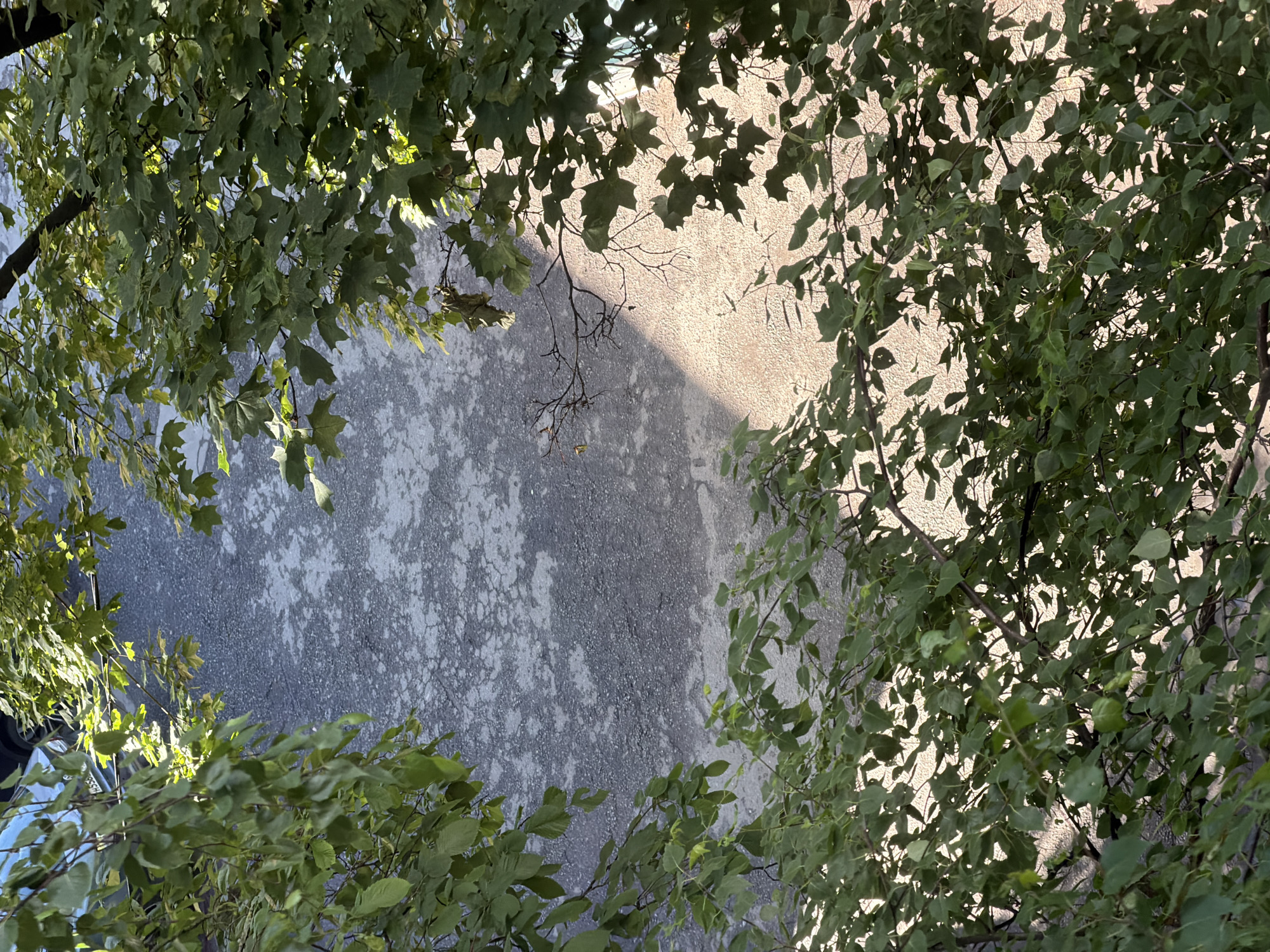 The image shows a view looking upwards at a wall and some trees. The wall appears to be textured, with a lighter colored area illuminated by sunlight and a darker, shaded area. The trees have green leaves and branches. In the top left of the image, a blue car with a license plate is partially visible behind the tree branches. The license plate appears to be from Russia. The overall scene suggests an outdoor urban environment. There are no people visible in the image. The trees are in the foreground, framing the view of the wall and the car. The lighting indicates it is daytime, with sunlight casting shadows. The location is identified as Khimki, Russia, based on the presence of a Russian license plate and the general urban aesthetic.