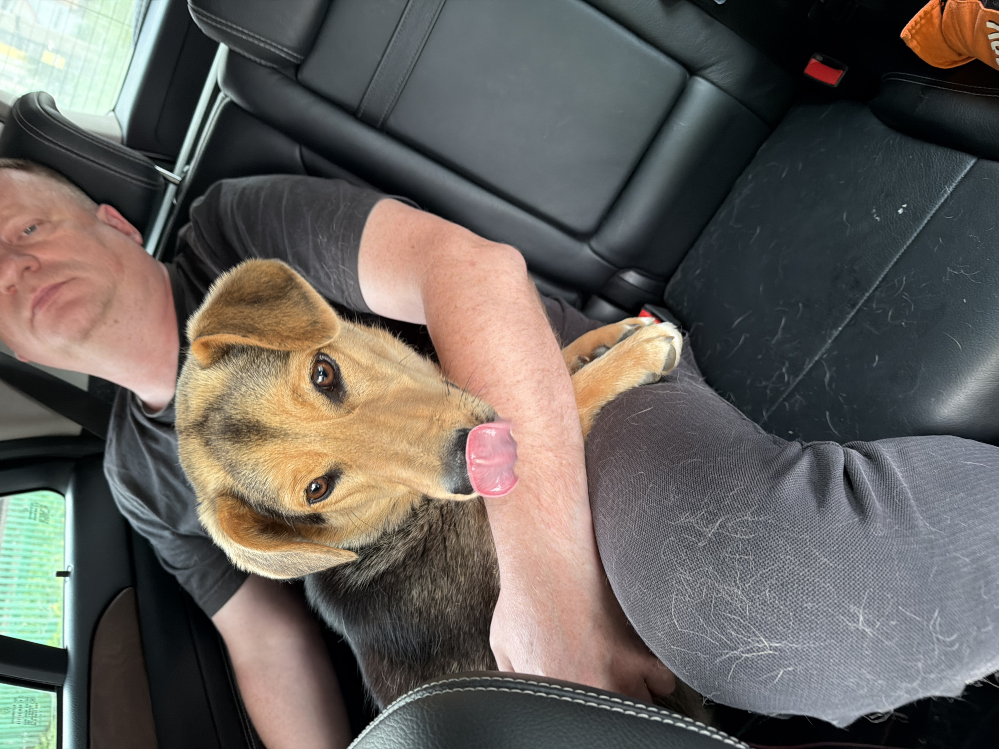 The image depicts a close-up view of a medium-sized dog, a breed that appears to be a mix of shepherd and something else, being held by a man in the backseat of a vehicle. The dog has tan and black fur and is looking directly at the camera with its tongue sticking out slightly. The man, partially visible, is wearing a dark t-shirt and dark pants. The interior of the car is visible, with black leather seats covered in dog hair. The background shows a window with a view of greenery and a fence, suggesting an outdoor setting, possibly in a suburban or rural area. The location of Сатка, Russia is not indicated in the image itself.