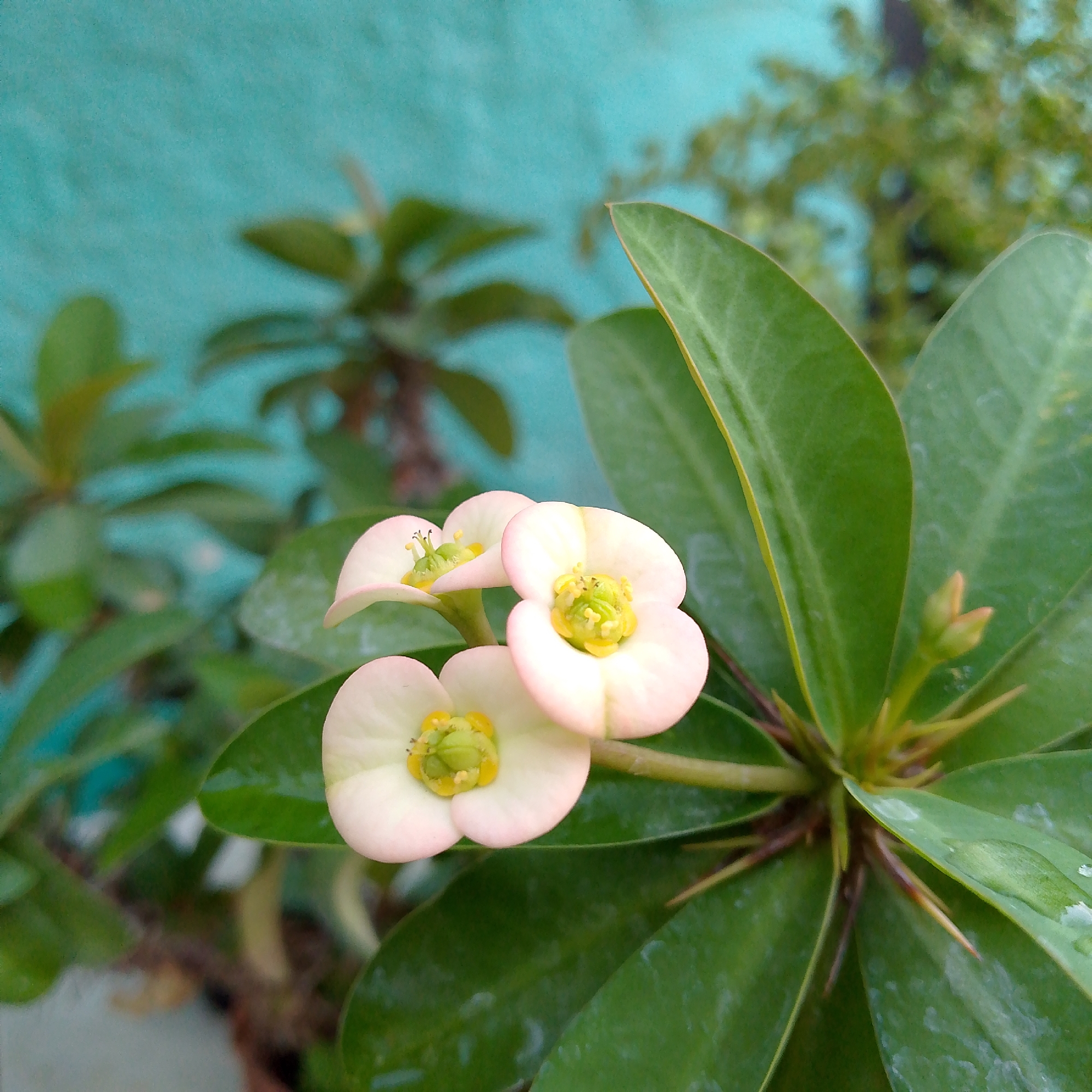 The image shows a close-up of a Crown of Thorns plant with three visible flowers. The flowers are white with pink edges and a yellow and green center. The plant has green leaves with visible thorns. The background is a blurred combination of a teal-painted wall and other greenery. The image appears to have been taken outdoors in Tinaquillo, Venezuela.