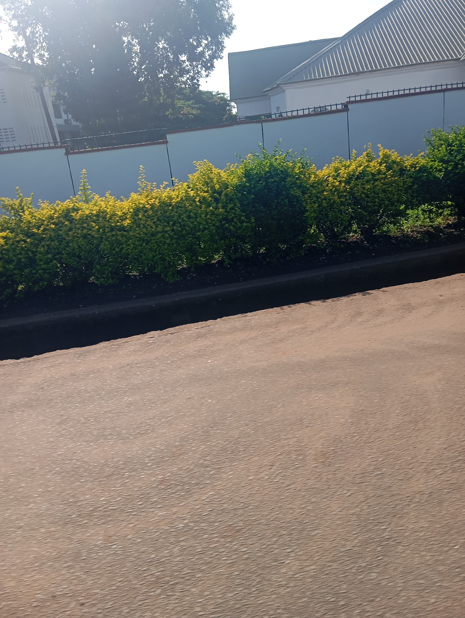 The image depicts a street scene in Jos, Nigeria. In the foreground, a paved road occupies the lower half of the frame, with a distinct curb separating it from the embankment behind. The embankment is covered by a dense, green hedge with some yellowing foliage, suggesting a natural landscaping feature. Behind the hedge, a light blue wall runs horizontally across the image, serving as a boundary. The upper portion of the image reveals the tops of buildings with sloped, metallic roofs, characteristic of contemporary architecture in urban areas. Trees with dense foliage are visible above the wall and to the left, with sunlight filtering through their leaves, creating a dappled effect. The overall impression is one of a well-maintained urban environment.