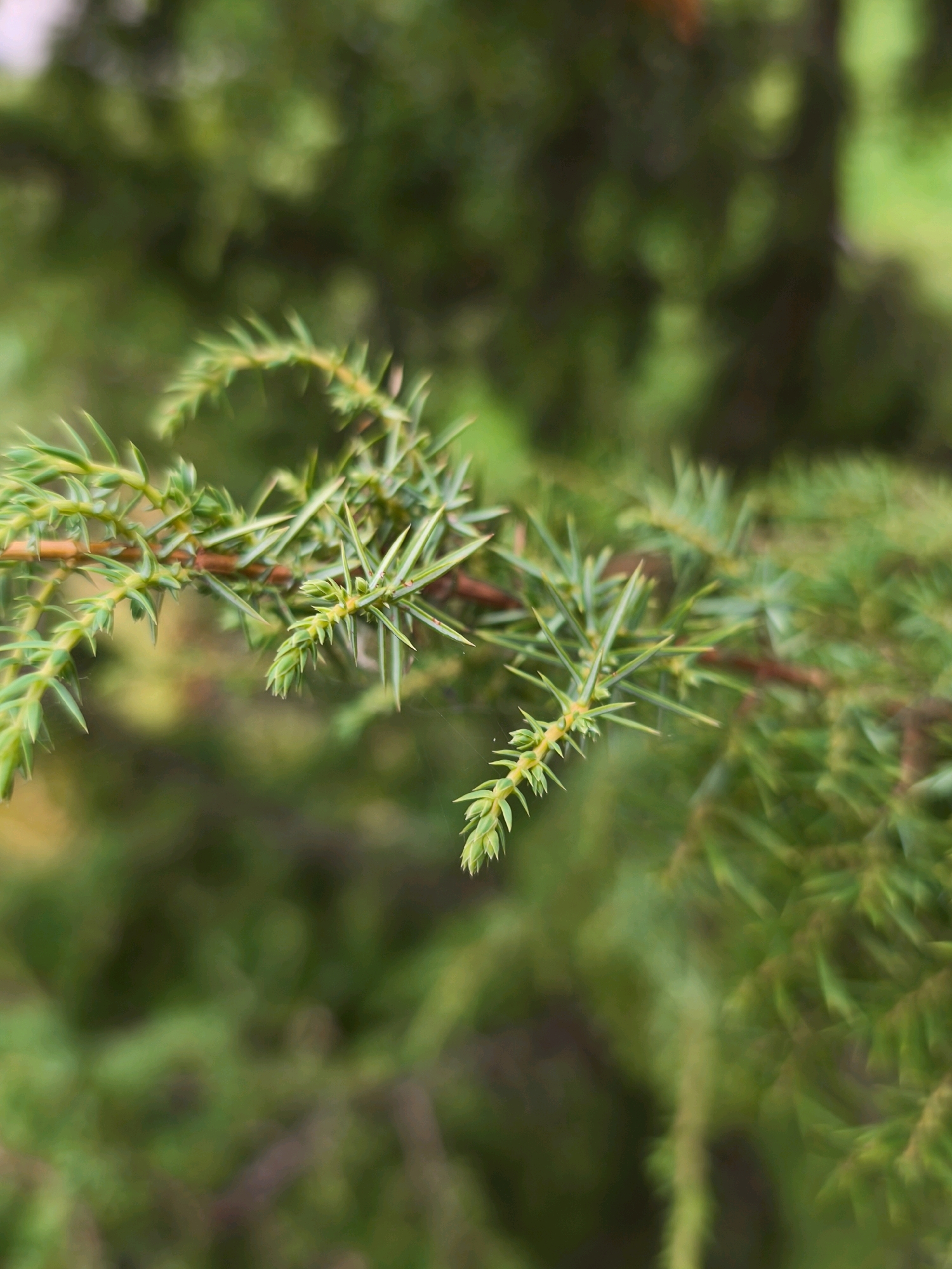 A close-up shot captures a branch of evergreen foliage, likely a juniper, against a blurred green background. The sharp, needle-like leaves are a vibrant green, with a few yellow tinges indicating new growth. The branch itself is a reddish-brown, and its texture suggests a woody stem. The overall impression is one of natural detail, with a shallow depth of field drawing focus to the intricate structure of the plant. No people, structures, or specific landmarks of Mahilyow, Belarus, are visible in this image.