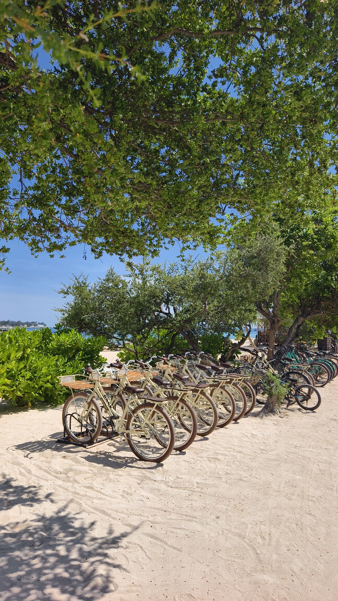 A row of bicycles are parked on a sandy surface beneath the shade of trees in Unknown, Indonesia. The bicycles nearest to the foreground are a matching light tan color with brown seats and wooden baskets, followed by some darker colored bicycles with black tires. Dense green foliage is visible in the background near the beach, with a sliver of blue sky and ocean in the upper left corner of the image. The ground is mostly covered with sand and a tree trunk can be seen. Shadows from the trees are cast onto the sand.