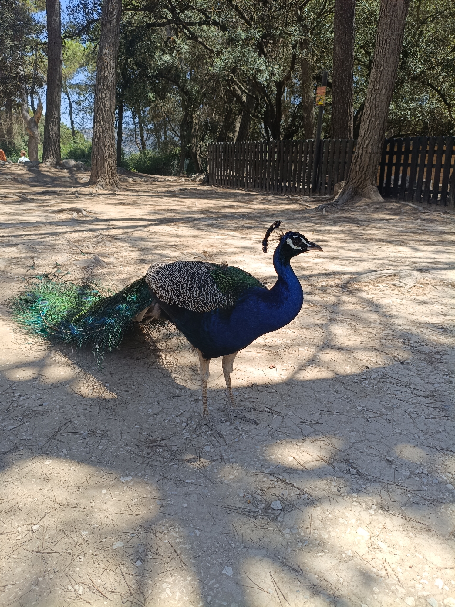 A peacock stands on a dirt path in an outdoor, wooded area. The peacock is facing to the right and its long, iridescent tail feathers are fanned out behind it. The bird has a vibrant blue neck and chest, with green and black markings on its back and wings. Its head is black and white, with a crest of feathers on top. The ground is covered with dirt, small stones, and pine needles. Tall trees with green foliage form a canopy overhead, casting dappled shadows on the ground. In the background, a dark wooden fence runs horizontally across the scene. The sky is a clear blue. The location is identified as Penáguila, Spain.
