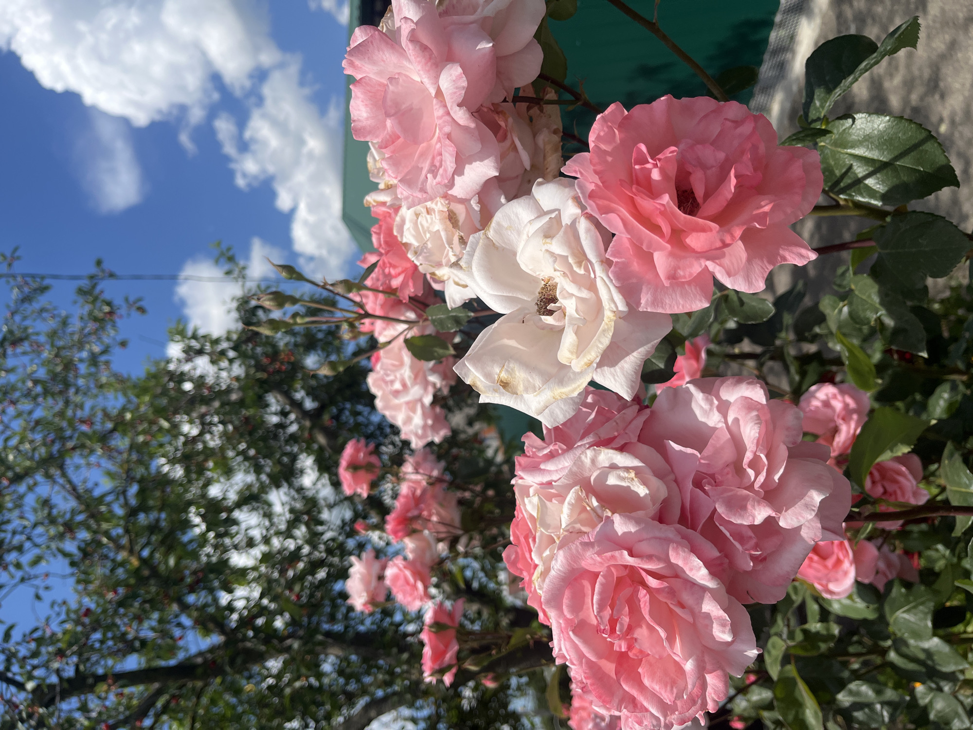 The image shows a close-up of a bush with numerous pink and white roses in full bloom. The roses are varied in their stage of bloom, with some fully opened and others still in bud. The background features lush green foliage, a bright blue sky with fluffy white clouds, and a hint of a green building or structure. The lighting suggests a sunny day. The image appears to be taken outdoors, likely in a garden or park setting. There are no people or animals visible in the frame. The focus is clearly on the roses, with the background slightly blurred to emphasize the flowers.