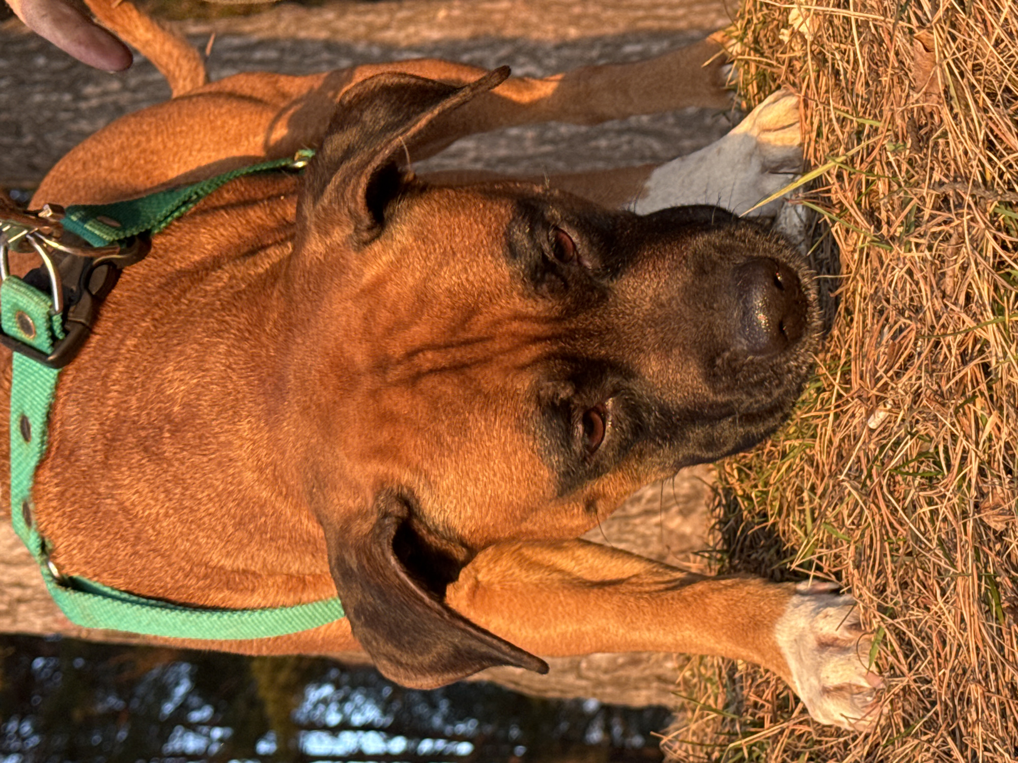 A brown Boxer dog with a black muzzle and a green harness lies on dry grass. The dog's left front paw is white. The location is not identifiable as Chaikovsky, Russia, based on the image alone.