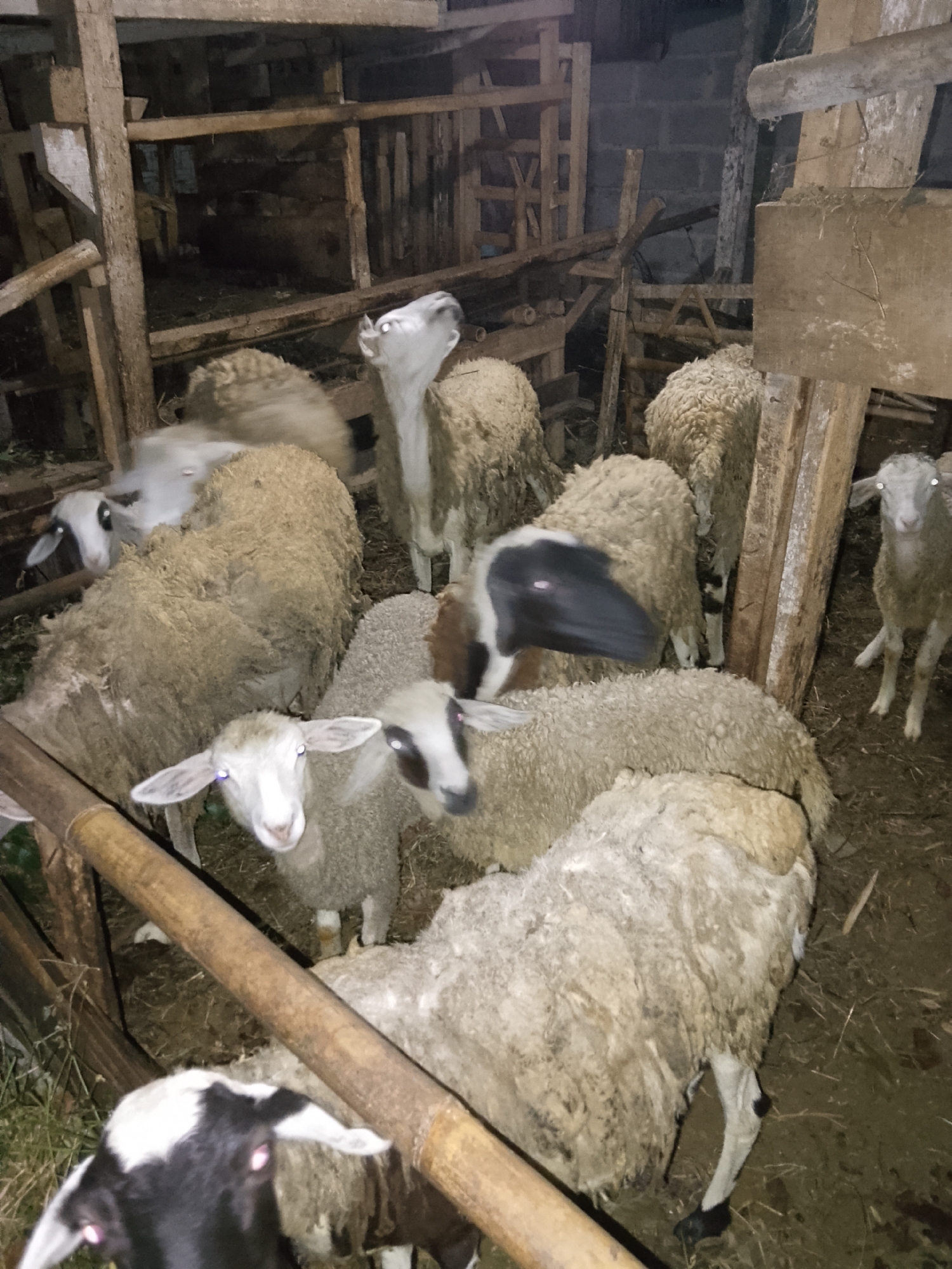 In Betonan, Indonesia, a dimly lit, rustic wooden enclosure houses several sheep and one goat. The enclosure appears to be made of rough-hewn timber and planks, with some materials in disrepair. The ground within the enclosure is covered in dirt and hay. Several sheep, varying in size, are visible. Some are facing the camera, while others are partially obscured by one another. One sheep in the foreground has a white face with dark markings around its eyes and nose. Another sheep, further back, has a predominantly white face and neck. A smaller, light-colored sheep stands to the right, looking directly at the camera. A black and white goat is positioned at the bottom left of the frame, its head and horns prominently displayed. The overall impression is of a farm or livestock pen at night or in low light conditions.