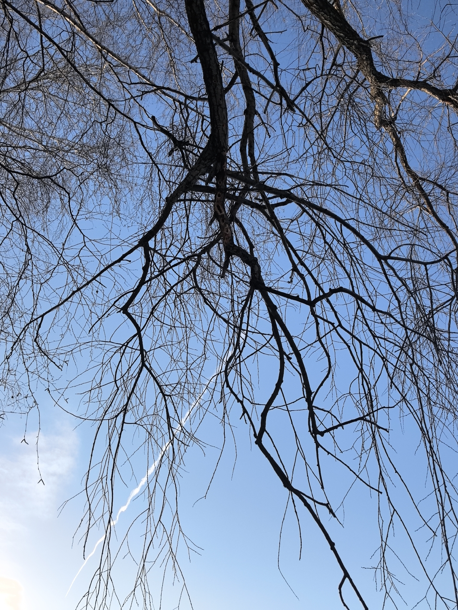 The image shows bare tree branches against a clear, blue sky. A contrail is visible in the lower-left quadrant of the image. The scene appears to be taken outdoors during the daytime. The location is Noviy, Russia, although there is no identifying context provided in the image to confirm.