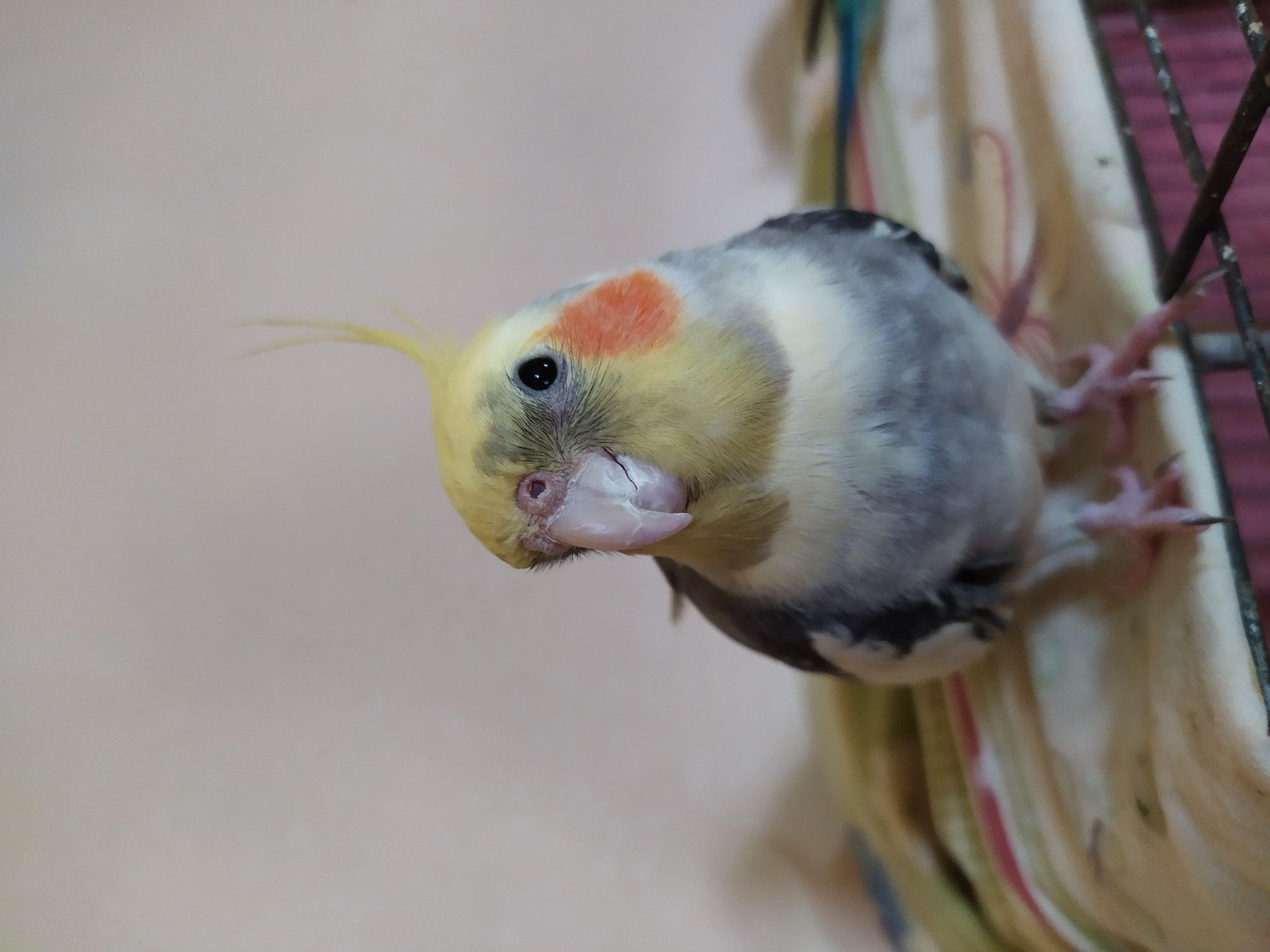A medium close-up shot shows a cockatiel with a crest of yellow feathers on its head, a black eye, an orange cheek patch, and a grey and white body. The bird is perched on a surface covered with a multi-colored striped cloth, with bars of a cage visible at the bottom. The background is a plain, light-colored wall. The image is taken indoors, with natural light illuminating the scene. There are no people present in the image. The location is not specified in the image itself, and thus cannot be determined to be in Bilajari, Azerbaijan.