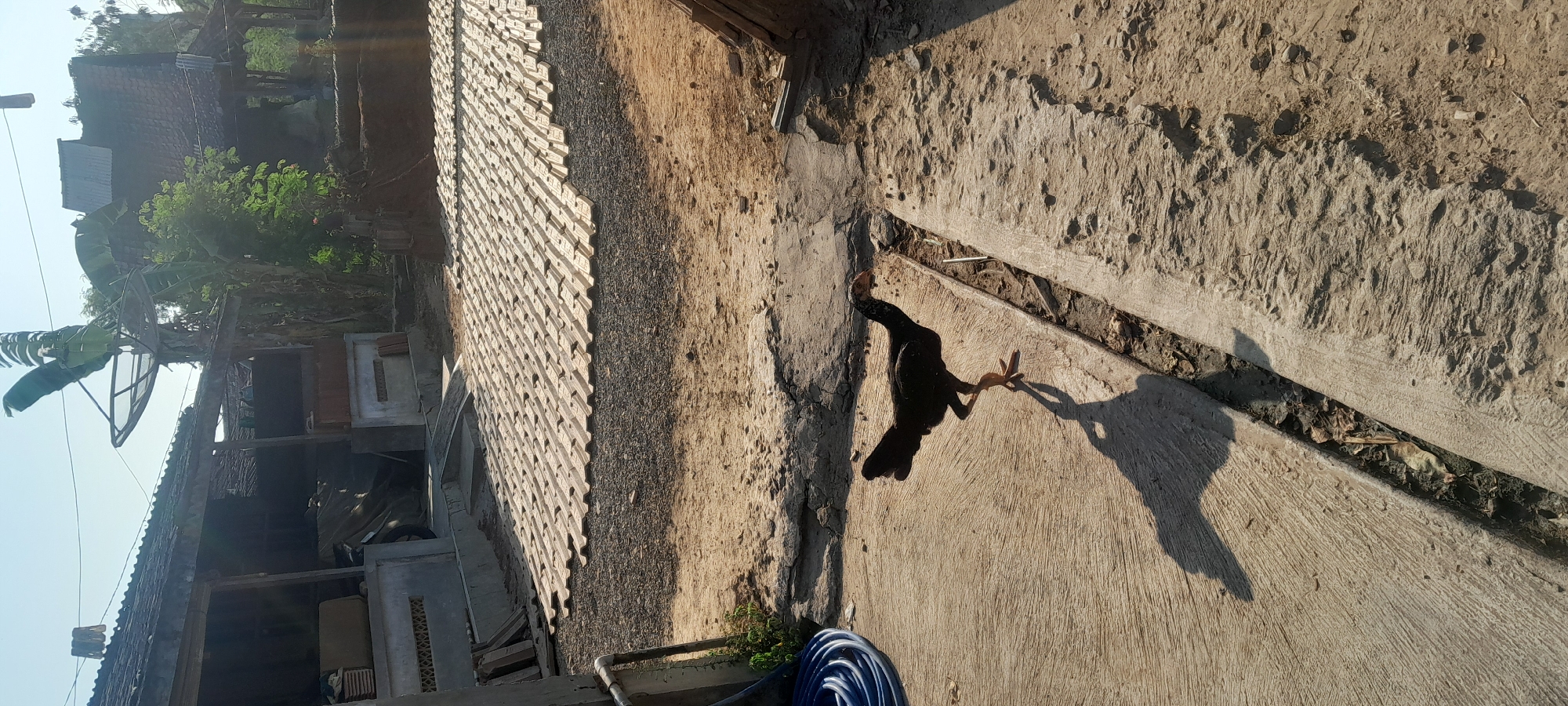 The image depicts a chicken standing on a concrete pathway in what appears to be a rural setting in Sambong, Indonesia. The chicken, a dark-feathered fowl, is in motion, with one leg extended. Its shadow is cast prominently on the concrete to its left, elongated due to the sunlight. The background features elements of a residential area, including corrugated metal roofing on a building, possibly a house or storage structure, to the left. Further back, a satellite dish is visible mounted on a pole. In the middle ground, a large expanse of what appear to be clay roof tiles are laid out on a gravel surface, suggesting a drying or storage area. The ground is a mix of concrete, gravel, and dry earth, with some sparse vegetation visible. The overall scene suggests a sunny day in a semi-built environment.