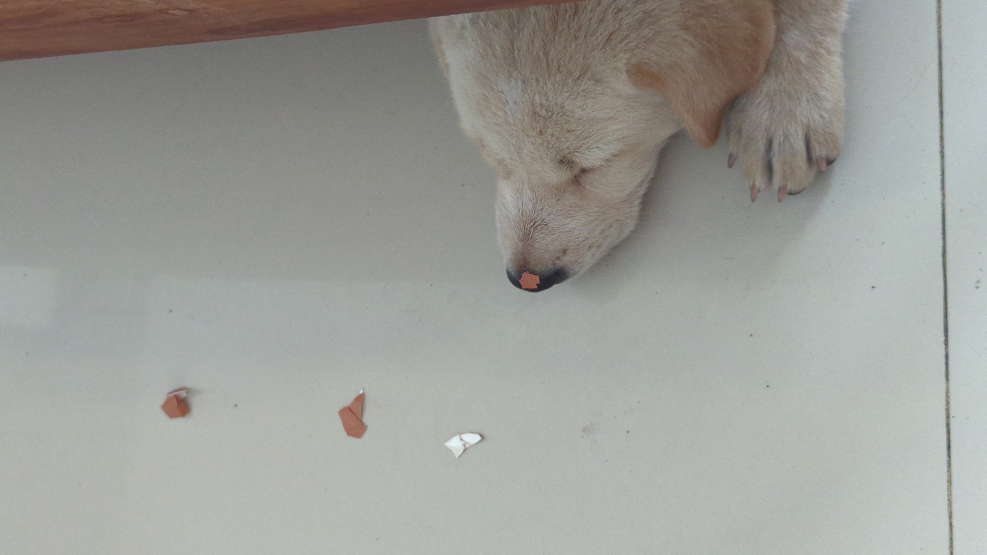 A light-colored dog, possibly a Shiba Inu puppy, is lying on a light-colored tiled floor. Its head is turned to the right, and its nose is visible, with a small, square piece of light-orange paper affixed to it. The dog's paws are also visible, with visible nails. Several small pieces of torn light-orange paper are scattered on the floor to the left of the dog. A wooden object, possibly furniture, is present on the right side of the frame, partially obscuring the dog. The environment appears to be indoors, possibly a home, given the tiled floor and furniture. There is no specific indication of location in North Kuta, Indonesia, other than the presence of light-colored tiles and a wooden object, which are common in various indoor settings.
