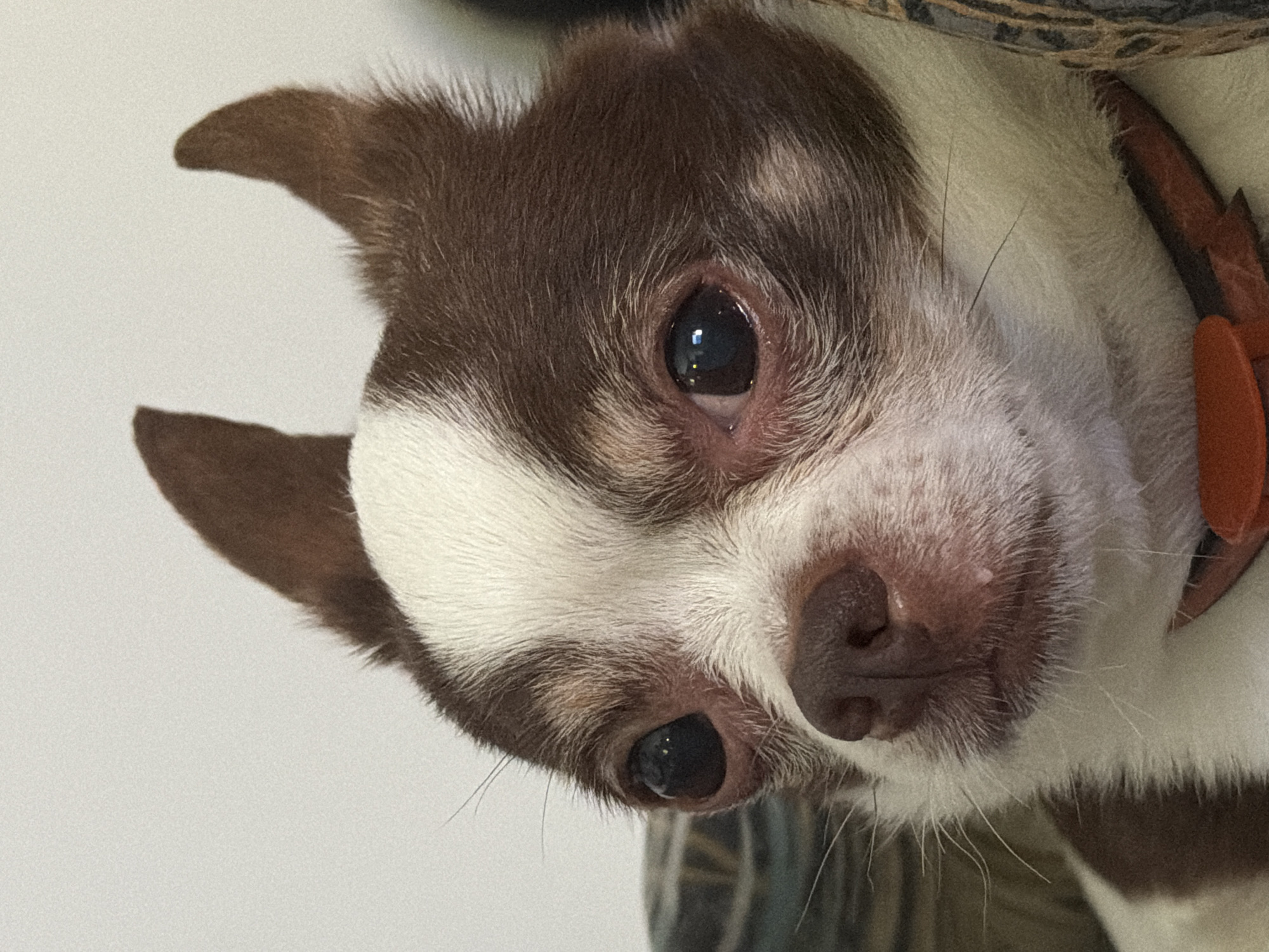 The media file is a close-up, low-angle, outdoor, daylight photograph of a young, small, mixed-breed dog, possibly a chihuahua or terrier mix, with brown and white fur. The dog's head is tilted, and it is looking directly at the camera with a curious and gentle expression. Its large, dark eyes are prominent, reflecting light. The dog has a pinkish-brown nose and long, white whiskers. It is wearing an orange collar. The background is out of focus, but appears to be a neutral, light-colored surface, possibly a wall or a blanket, with some darker, textured material visible behind the dog. The lighting suggests it is daytime, but the specific time of day or weather conditions cannot be determined. There is no visible text in the image. The setting appears to be a domestic environment.