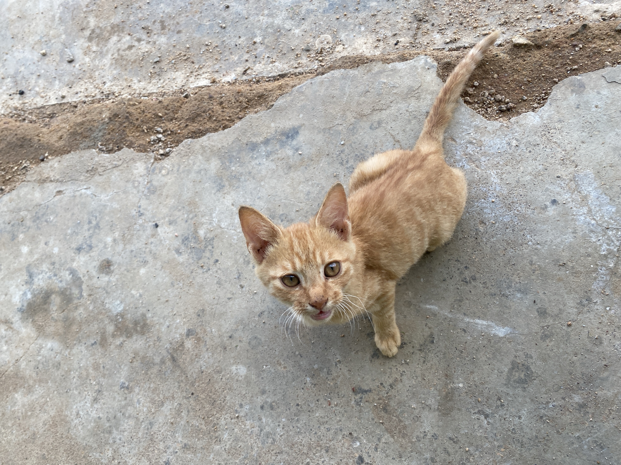 An orange tabby cat stands on a concrete surface looking upwards. The location of the photo is Riyom, Nigeria. The surface appears to be cracked and uneven, with some dirt and debris scattered around. The cat is the primary subject, positioned in the upper right quadrant of the frame, and its upward gaze draws the viewer's attention.
