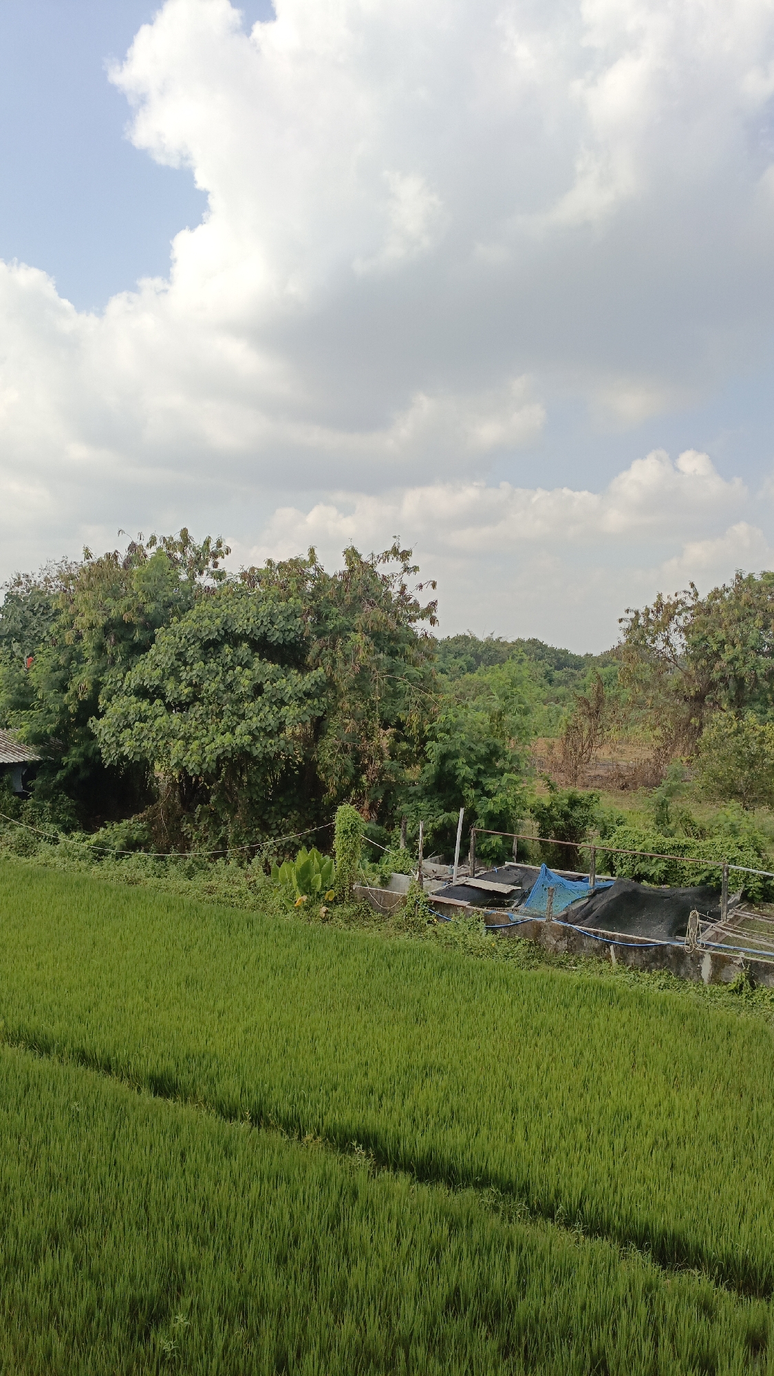 The image depicts a rural scene in Trihanggo, Indonesia. In the foreground, a lush green rice paddy stretches across the frame, with a subtle diagonal pathway cutting through it. Beyond the paddy, a dense arrangement of trees and vegetation creates a natural barrier. Partially visible amongst the foliage is a small, weathered roof of a building, suggesting a dwelling or agricultural structure. Further back, a series of tiered ponds, some covered with netting and tarpaulin, are visible, indicating an aquaculture or fish farming operation. The background consists of rolling hills covered in trees, extending towards a sky dominated by white, fluffy clouds against a light blue backdrop. The overall impression is one of agricultural land and natural landscape under a partly cloudy sky.