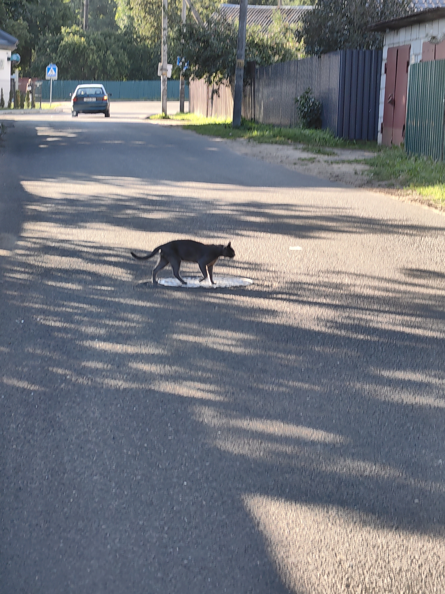 A dark gray cat is crossing a paved road in a suburban area. The cat is in profile, walking from left to right across a patch of what appears to be water or a wet spot on the road. The road is mostly empty except for the cat and a white car in the distance. The environment is characterized by a fence and trees lining the sides of the road. The lighting suggests it is daytime, with long shadows cast across the road, indicating either morning or late afternoon sun. The scene is consistent with a residential area in Fanipal, Belarus, given the fencing and the style of the car.