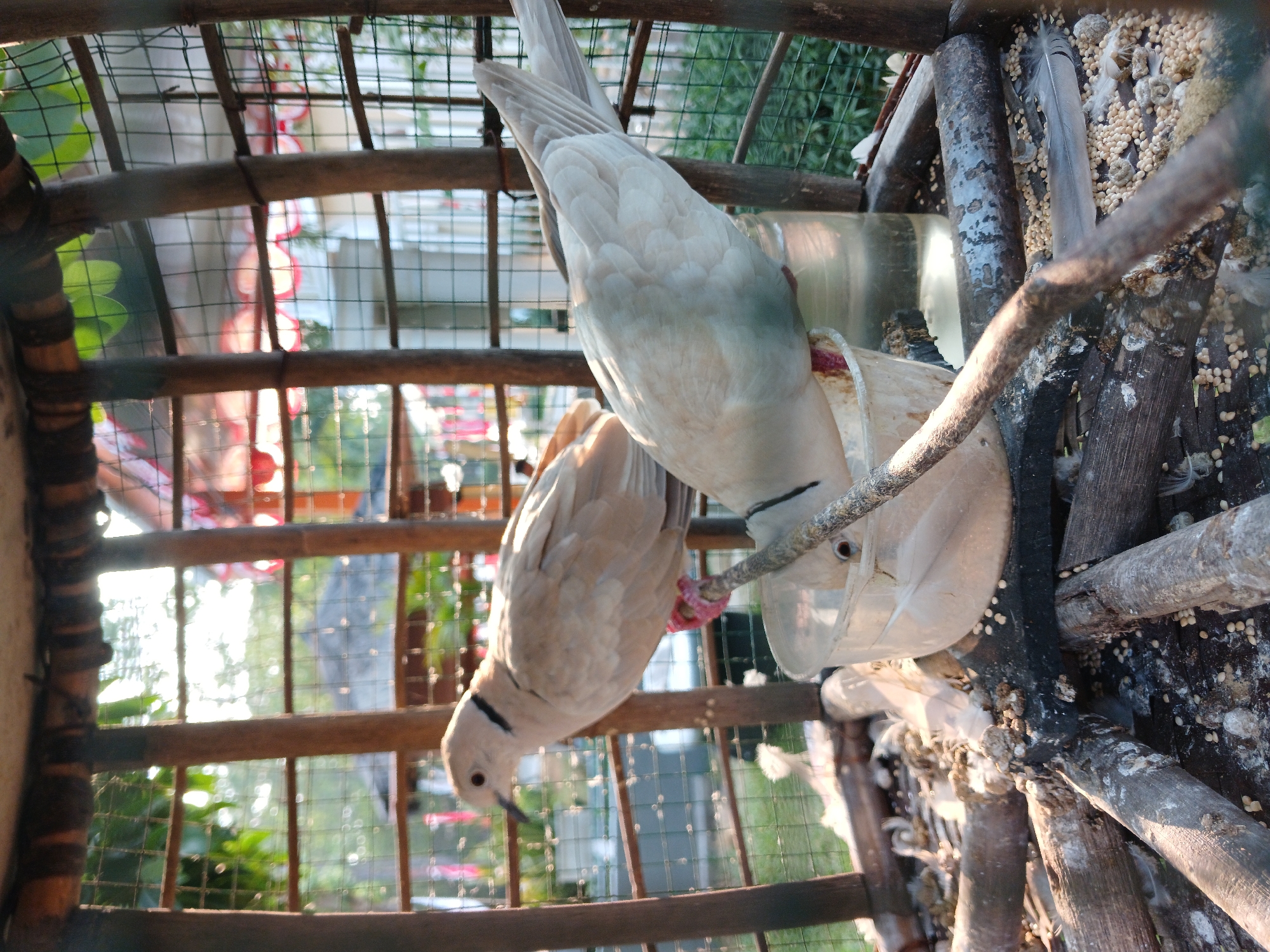 Two doves are inside a rustic wooden and wire cage in Kebalen, Indonesia. The cage is filled with dry sticks, birdseed, and feathers, indicating a natural environment. One dove, mostly cream-colored with a black collar, stands on a perch, facing left. The second dove, also cream-colored, is bent over, pecking at the contents of a clear plastic bowl, with its head down and tail feathers extended. Behind the cage, sunlight filters through trees and structures, suggesting an outdoor setting in a residential or communal area. The overall scene depicts a captive environment for the birds.