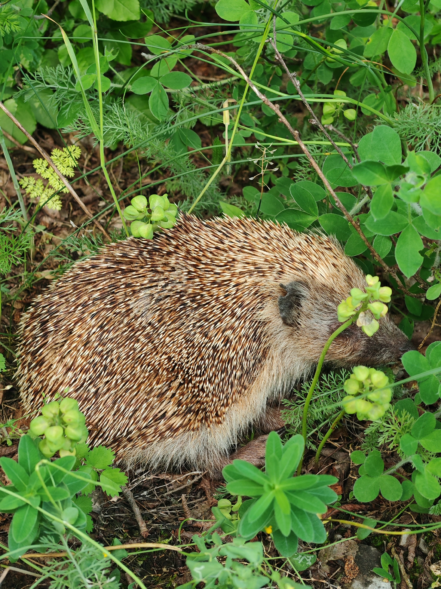 An overhead view captures a European hedgehog (*Erinaceus europaeus*) resting motionless amidst dense undergrowth in the city of Shumen, Bulgaria. The hedgehog is positioned on its ventral side, with its head oriented towards the right side of the frame, revealing a dark snout and ear. Its dorsal surface is covered in sharp, brown-and-white banded quills, while its facial area and underside exhibit lighter, grayish-brown fur. The animal is surrounded by a variety of vibrant green plant life, including clover-shaped leaves, finely dissected fern-like foliage, and long blades of grass. Several clusters of light green, spherical seed pods are prominent near the hedgehog's head and hindquarters. The ground consists of dark brown soil, scattered dry leaves, and small twigs, indicative of a natural, untended environment. The scene is illuminated by natural, diffuse light. No other animate subjects or artificial objects are visible.