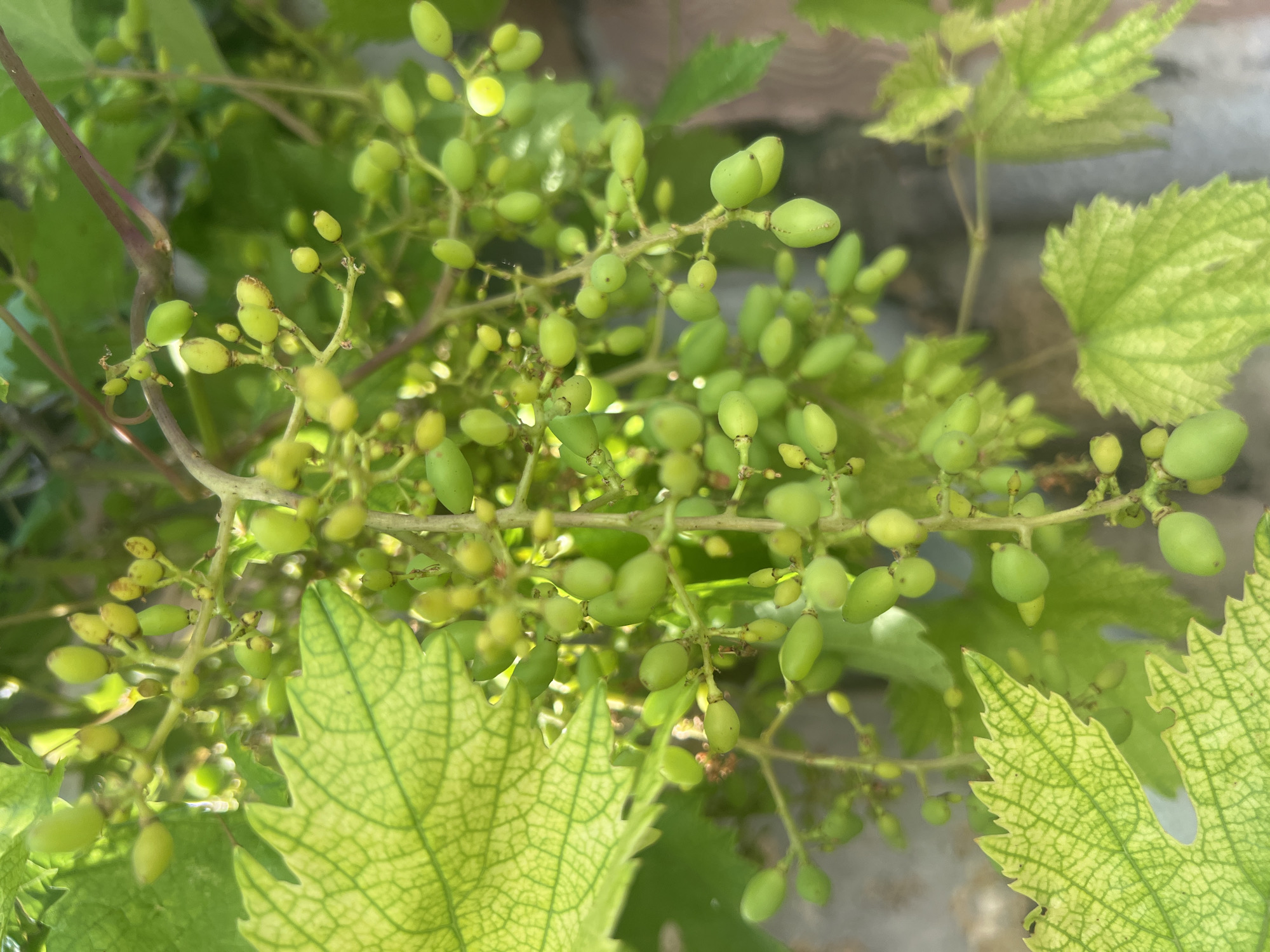 This media file is a close-up, eye-level shot of a cluster of unripe green grapes on a vine. The grapes are small and oval-shaped, with some appearing slightly elongated and others more rounded. They are tightly packed together on thin stems, forming a dense bunch. The overall color of the grapes is a light to medium green, with some exhibiting a subtle yellow hue, suggesting they are in an early stage of development.
The surrounding foliage is also green, with several large, veined grape leaves in the foreground and background, some of which show signs of yellowing or slight damage, possibly due to environmental factors. The leaves have a distinct lobed shape with serrated edges. The background is blurred, but hints of a rough, possibly brick or stone texture are visible, suggesting an outdoor setting, perhaps a garden or vineyard wall.
The lighting indicates it is daytime, with sunlight filtering through the leaves and casting soft shadows, creating a dappled effect on the grapes and foliage. There are no people or animals visible in the frame. The focus is solely on the natural growth of the grapes and the vine. The scene evokes a sense of nature's bounty and the subtle beauty of developing fruit. There is no visible text in the image.