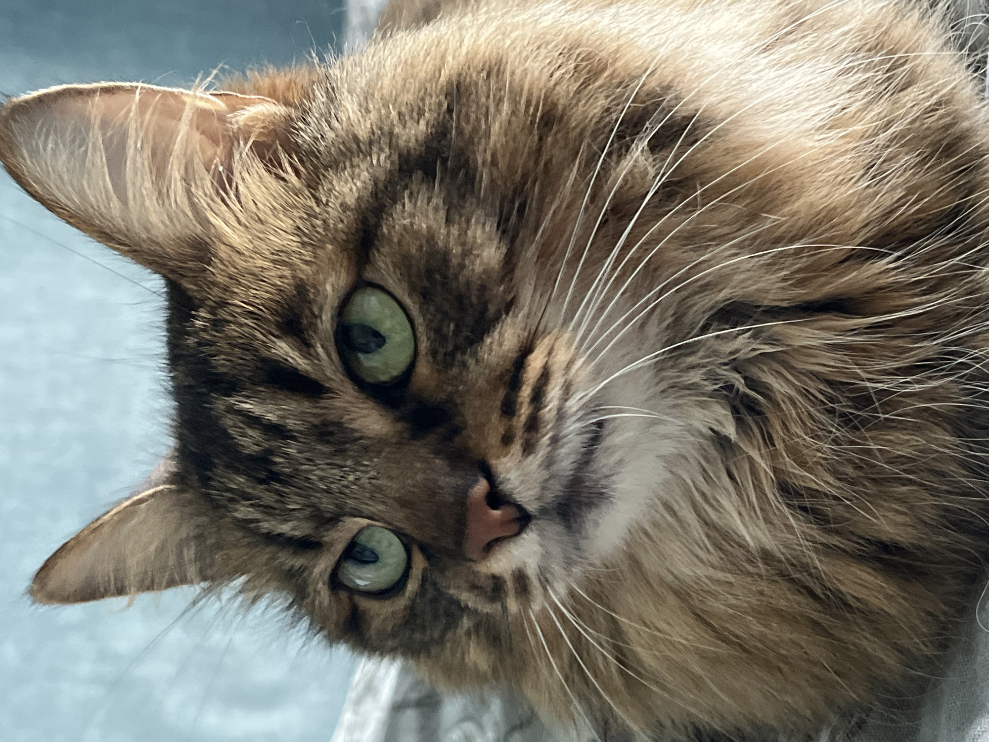 A close-up, eye-level medium shot captures the face of a long-haired tabby cat with striking green eyes. The cat is positioned slightly to the left of the frame, with its gaze directed outward, away from the camera. Its fur is a blend of brown and black tabby markings, with a lighter, fluffy mane around its neck and chest. The cat's pink nose is visible, and its white whiskers fan out prominently. The background is softly blurred, with a textured light blue surface on the upper left and a muted gray, possibly fabric, surface on the lower right. The lighting is warm, highlighting the texture of the cat's fur and the vibrant color of its eyes. The environment appears to be indoors, possibly on a bed or sofa.