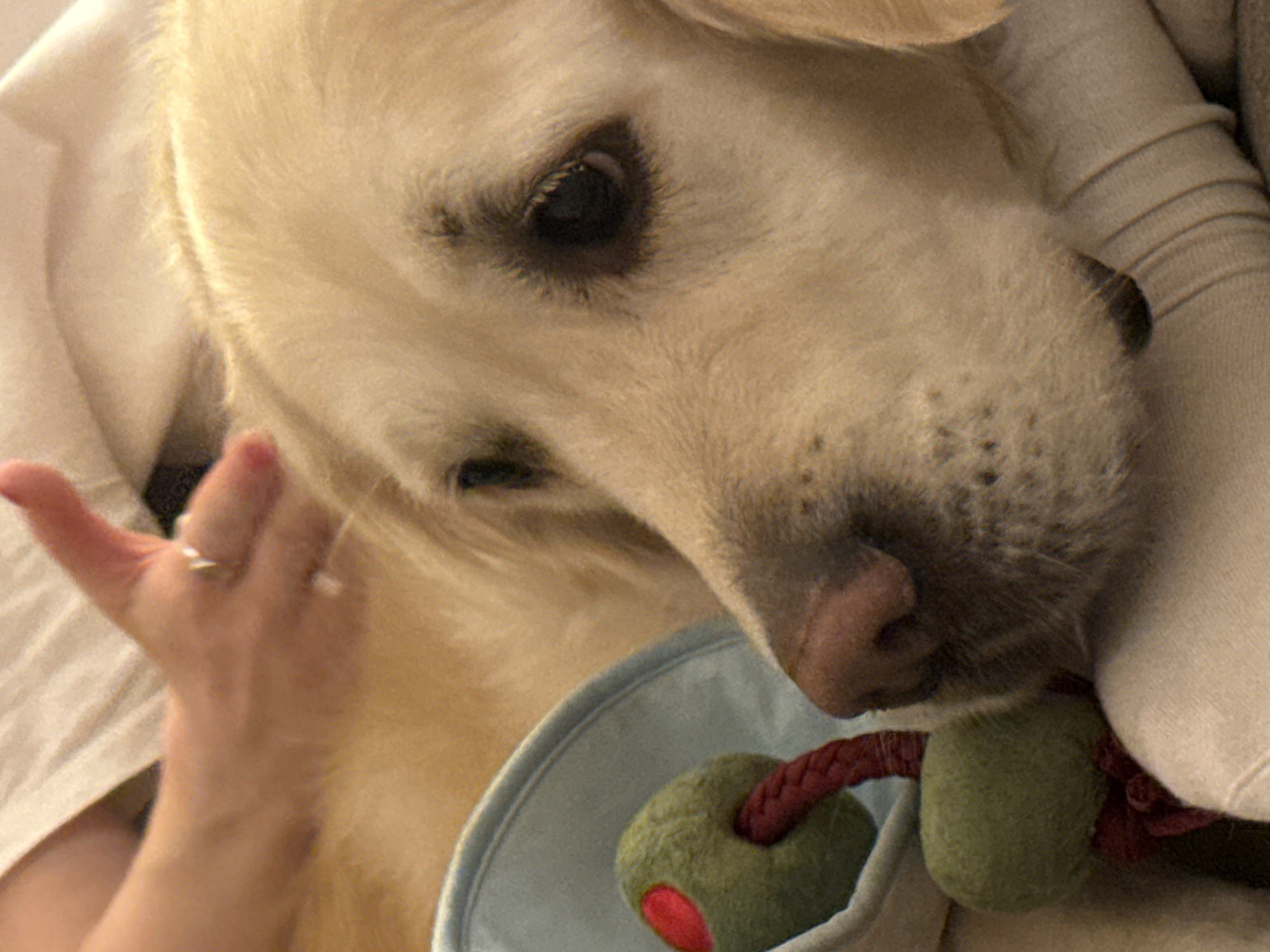 A close-up shot captures a light-colored dog, likely a Golden Retriever, in a cozy indoor setting in Belgrade, Serbia. The dog's head is the primary focus, showcasing its soft, cream-colored fur, dark watchful eyes, and a pinkish snout.
The dog is gently holding a toy in its mouth, which appears to be a red braided rope with two green, olive-shaped attachments. One of these green 'olives,' featuring a small red dot, is clearly visible near the dog's snout.
On the left side of the frame, a human hand is partially visible, reaching towards the dog's neck or chest area. A simple ring with a small, light-colored stone is worn on the ring finger of the hand. The dog is nestled against soft, light-colored fabric, possibly a blanket or bedding, contributing to the intimate and relaxed atmosphere. The lighting is soft and warm, suggesting a comfortable moment indoors. No text is visible in the image. The scene conveys a sense of peaceful companionship and affection between the dog and its owner.