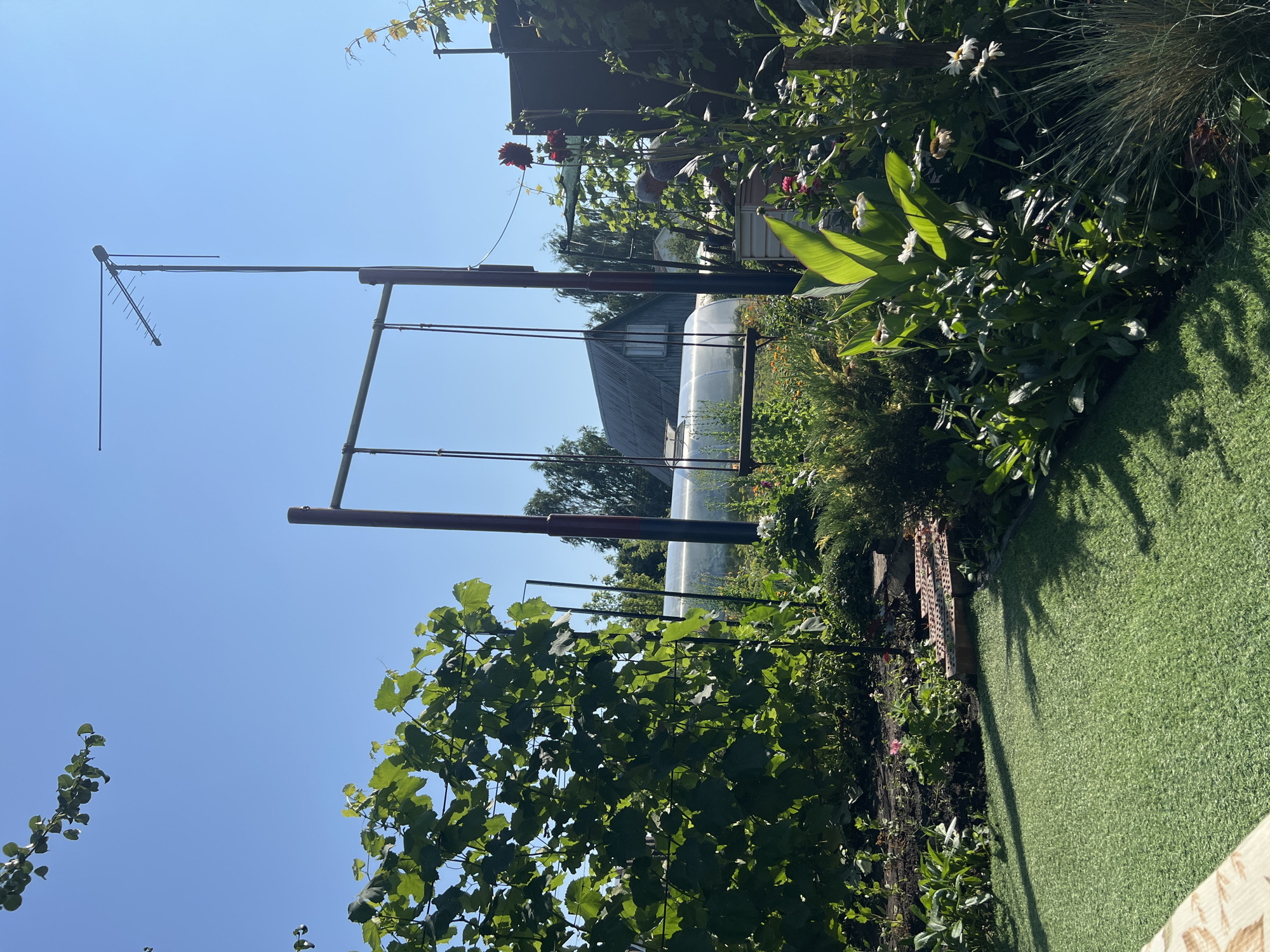 In Lopatino, Russia, on a clear day, a backyard scene unfolds. A metal swing set with a wooden seat stands prominently in the center. To the left, a lush green grapevine is trellised against a black metal frame, its leaves dappled with sunlight. In the foreground, a patch of artificial turf is visible, casting shadows from the surrounding foliage.
Beyond the swing set, a garden flourishes with a variety of plants and flowers, including tall green leaves and white daisies. A small, red brick pathway leads through the garden. In the background, a greenhouse is visible, and a weathered wooden house with a grey roof sits behind it. A tall antenna stands on a pole, extending into the bright blue sky. A person is partially visible in the background, tending to the garden. The overall environment suggests a rural or suburban residential area.