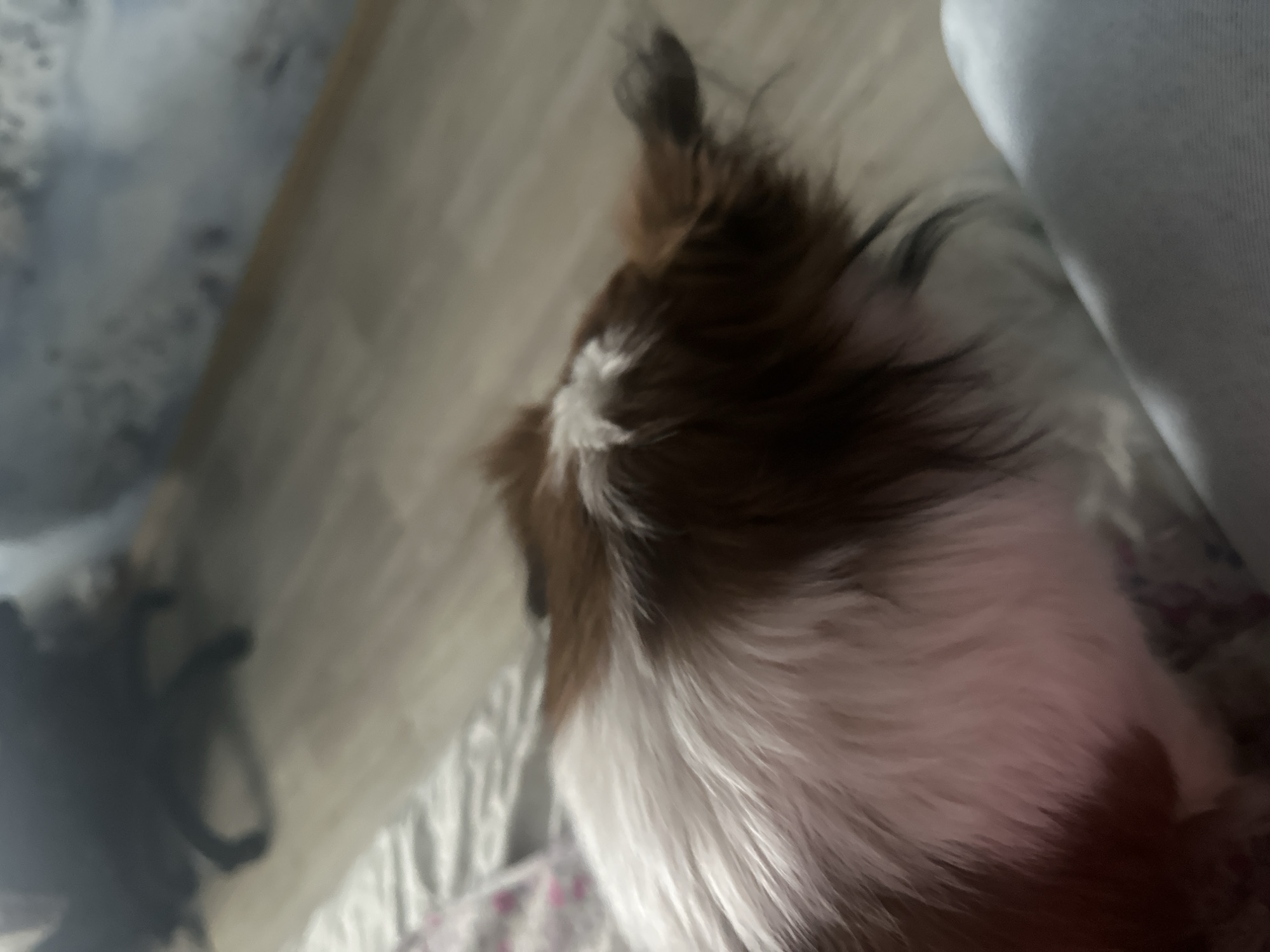 The image shows the top of a brown, white, and black guinea pig lying on bedding. To the left of the guinea pig, on what appears to be a wooden floor, is a blurred dark object, possibly a shoe. To the right, partially obscuring the guinea pig, is a light blue object, possibly clothing. The setting appears to be indoors, likely in a home. The image is not from Moscow, Russia.