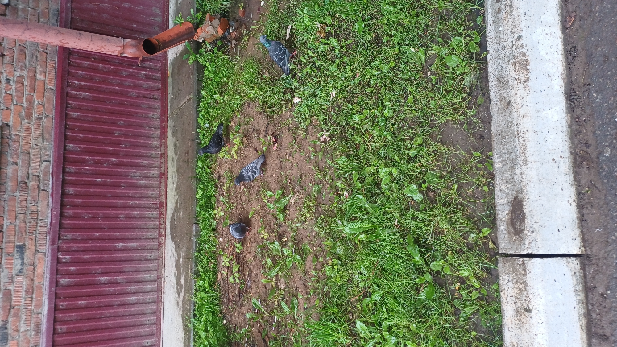 Four pigeons are foraging in a patch of dirt and grass in front of a red corrugated metal fence and a red brick wall. A downspout extends from the wall to the ground. The scene is outdoors, on a sidewalk with a concrete curb. The image was taken in Izhevsk, Russia.