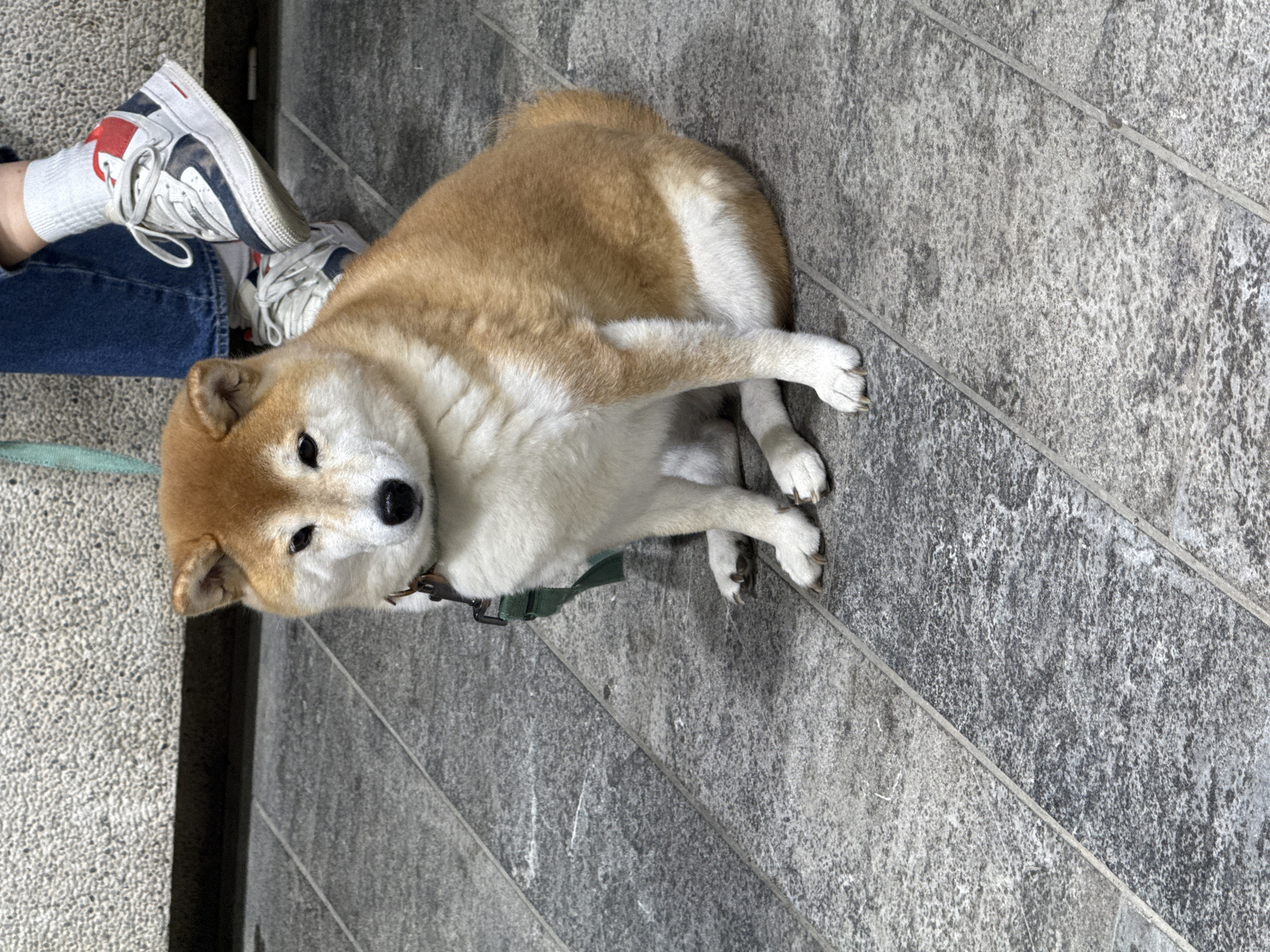 A Shiba Inu dog with tan and white fur lies on gray stone tile. The dog wears a green collar and has its head turned towards the viewer. A person wearing blue jeans, white socks with red and blue accents, and white sneakers sits to the left of the dog. The location is presumed to be Tel-Aviv, Israel, based on the prompt. The setting appears to be an outdoor urban area, possibly a sidewalk or pedestrian area.