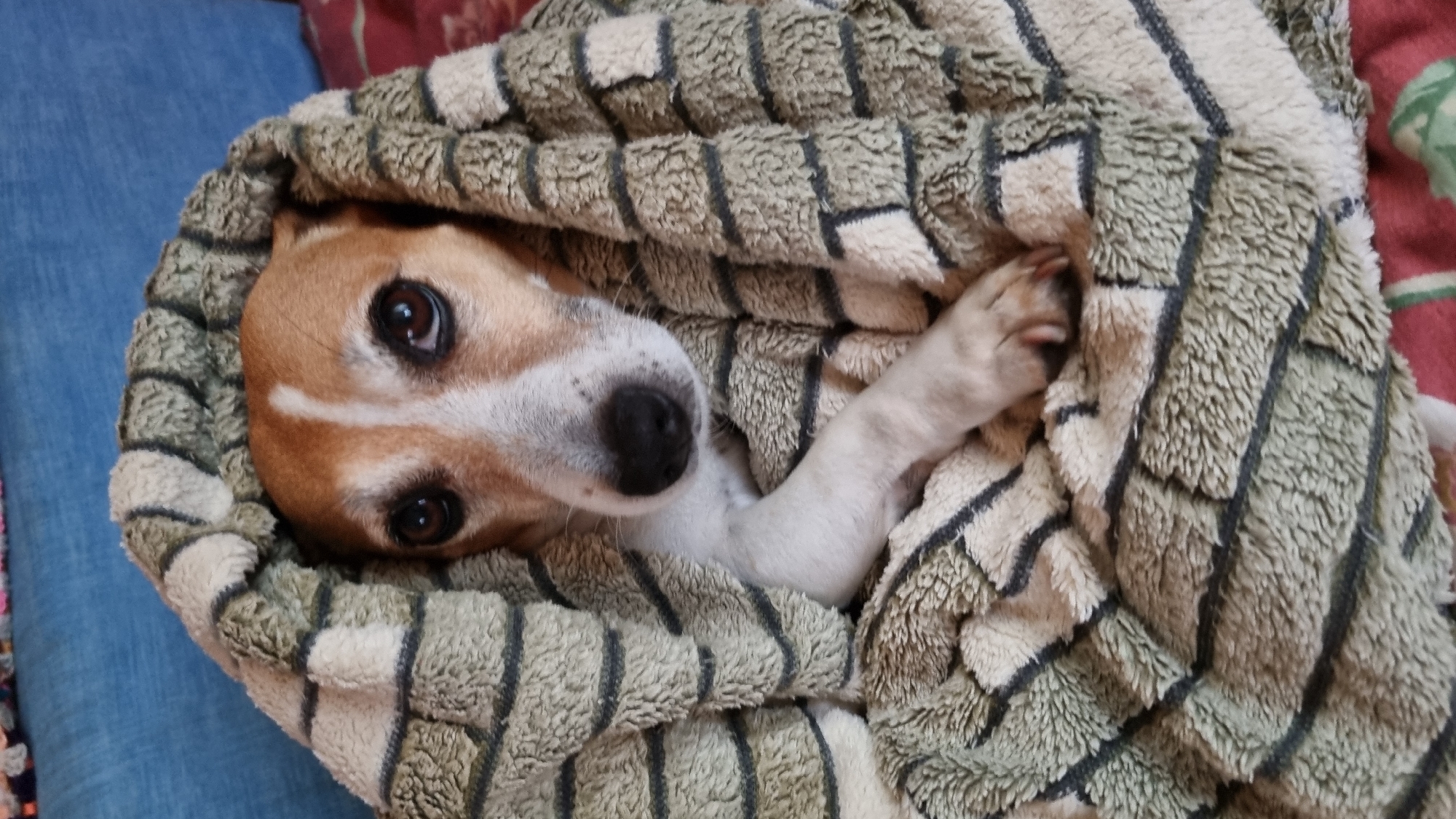 A tan and white Jack Russell Terrier is wrapped in a textured blanket. The dog is facing the camera with its head poking out from under the blanket. Its eyes are dark brown and its nose is black. One of its front paws is visible, resting on the blanket. The blanket has a pattern of beige and dark gray stripes. The background is blurred, but appears to be a couch or bed. The dog is in a home environment.