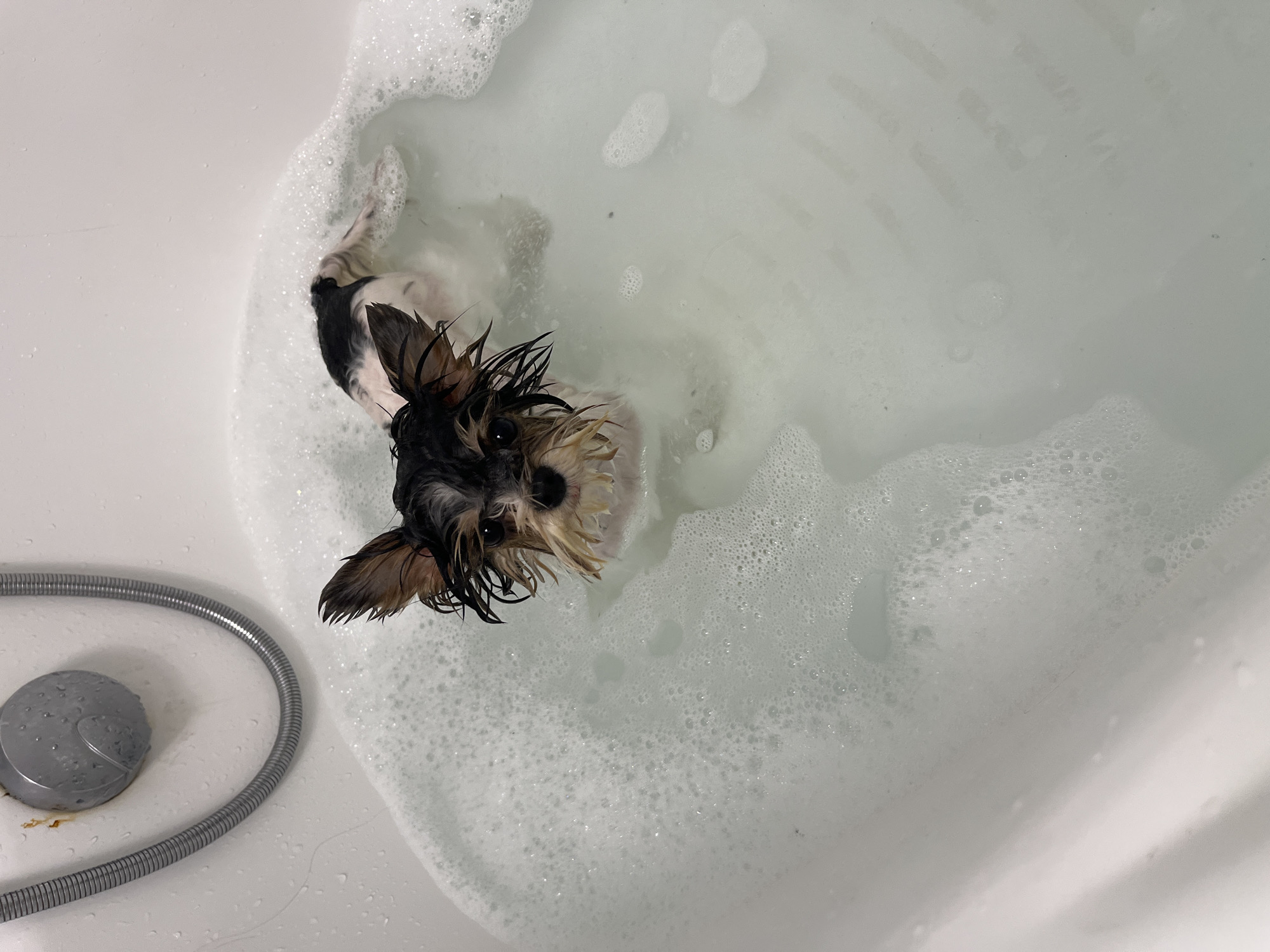 A small, wet dog with black and white fur is in a bubble bath in a white bathtub. The dog is looking directly at the camera with its ears perked up. Its fur is wet and matted. There is a showerhead and hose visible on the left side of the image. The bathtub is filled with soapy water and bubbles. The scene is domestic and appears to be a bathroom. There is no indication of the location being Sochi, Russia.