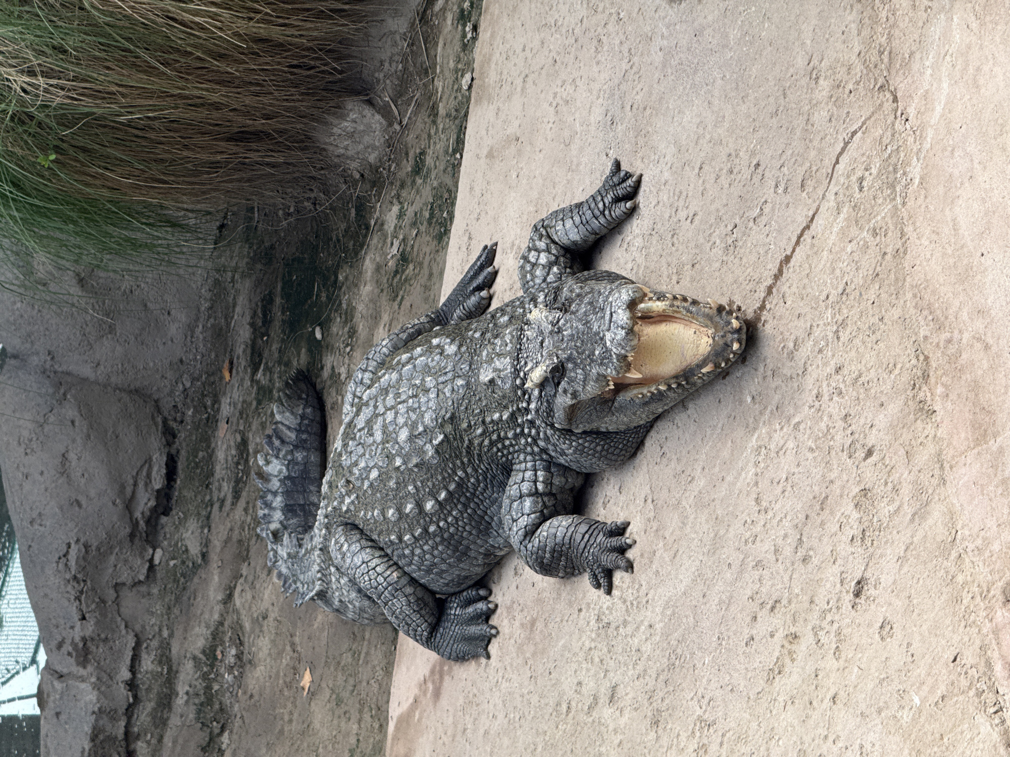 A crocodile is lying on a concrete surface with its mouth open. The crocodile is greyish-green and appears to be basking in the sun. The surrounding environment is rocky and dry with some vegetation in the background. The crocodile's eyes are closed. The scene is likely a zoo enclosure or a similar controlled environment. The location is identified as Pudong, China.