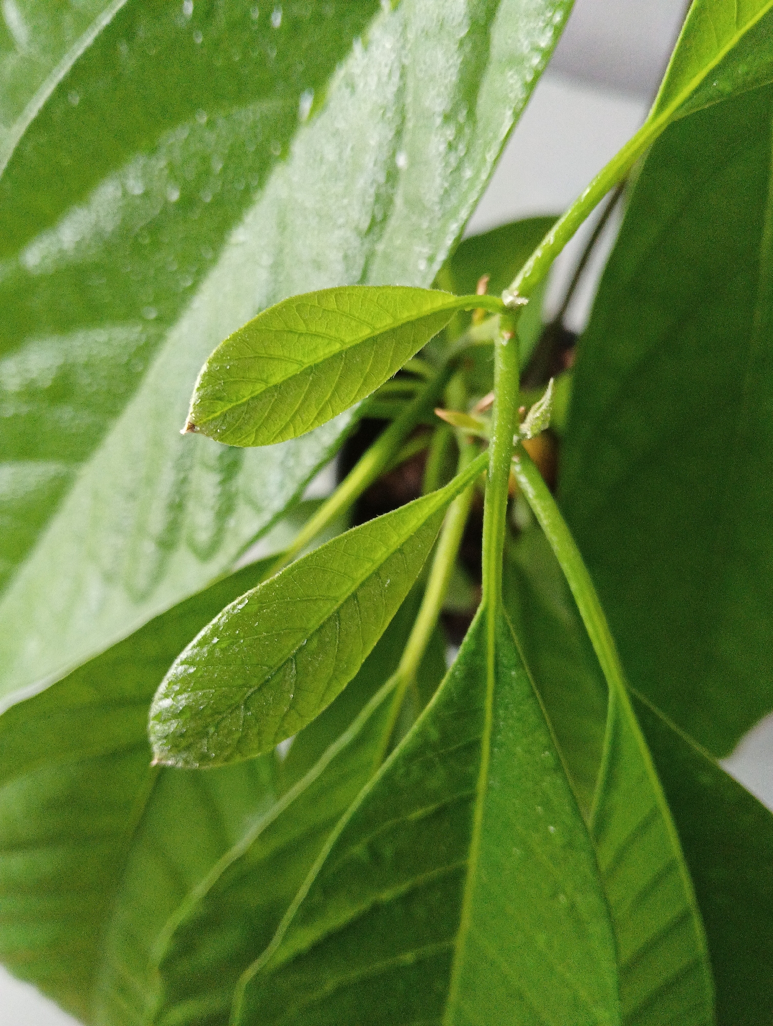 A close-up, shallow depth of field, natural light photograph shows the top portion of a potted plant with vibrant green leaves. The leaves are slightly wet, with small water droplets visible on their surfaces, indicating recent watering or humidity. The texture of the leaves is detailed, revealing visible veins. The plant appears to be an avocado plant, with young, developing leaves emerging from the stems. The background is a softly blurred, light gray surface. There are no people, animals, or man-made objects other than the plant itself. The image depicts a still, organic subject in a controlled environment, likely a home or greenhouse. The specific location in Petrozavodsk, Russia, is not discernible from the visual information in the image.