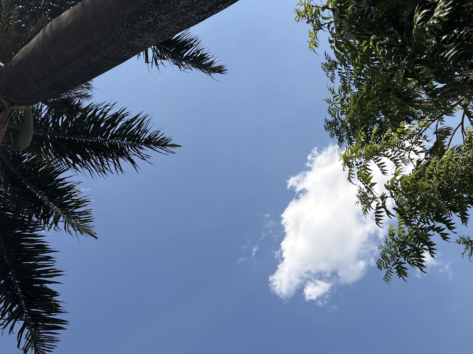 The image shows a clear blue sky with a few fluffy white clouds. In the foreground, there are palm fronds on the left and green leaves of another tree on the right, both framing the sky. The perspective is looking upwards, suggesting the viewer is standing beneath the trees. A large, textured palm trunk is visible on the upper left. A small, light green fruit hangs from the palm tree.
The scene depicts a bright, sunny day, likely in the late morning or early afternoon given the overhead sun's apparent position. The lush greenery indicates a tropical or subtropical environment, consistent with the given location of São Paulo, Brazil. There are no people or explicit objects other than the natural elements of trees, fruit, sky, and clouds. The overall mood is serene and peaceful, focusing on the beauty of nature. No text is visible in the image.