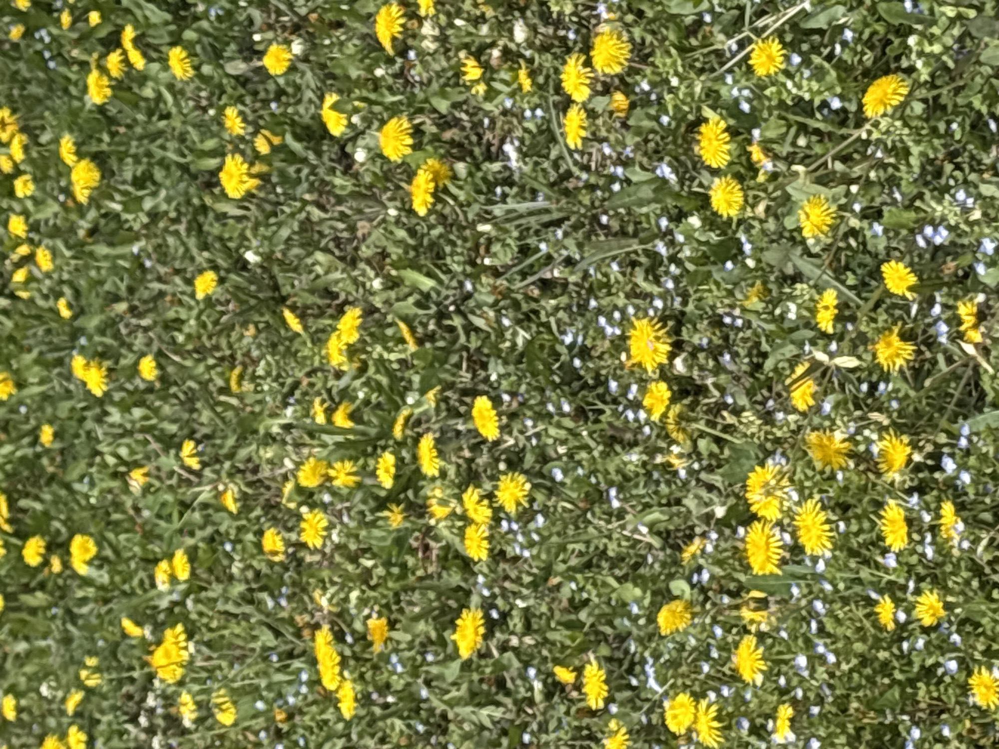 The image presents a dense field of yellow dandelions and small blue flowers amidst green foliage. The location appears to be a natural or semi-natural setting, possibly a park or uncultivated area in Yerevan, Armenia. There are no people visible in the image. The focus is on the abundance of wildflowers carpeting the ground. The environment seems sunny, based on the brightness of the yellow flowers and the overall illumination.