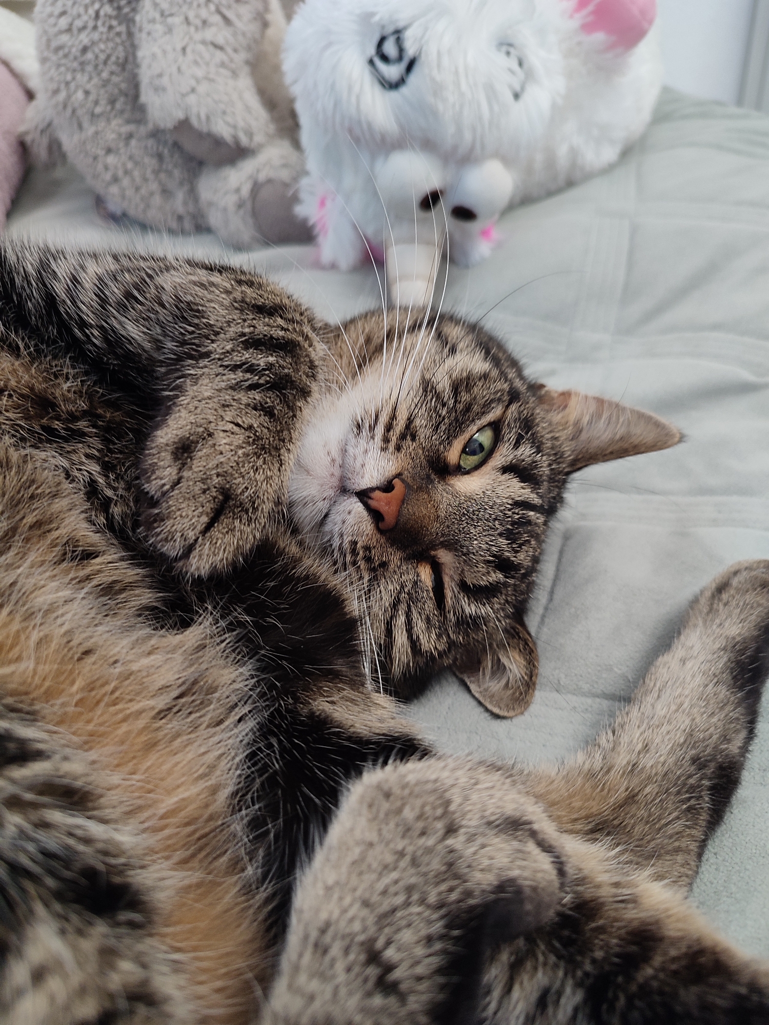 A tabby cat is lying on its back on a pale blue surface, possibly a bed. The cat's fur is a mix of brown, black, and grey stripes. Its eyes are green and open. In the background, there are two stuffed animals, one grey and fuzzy, and the other white with pink accents. The scene appears to be indoors. The image is a close-up shot focusing on the cat.