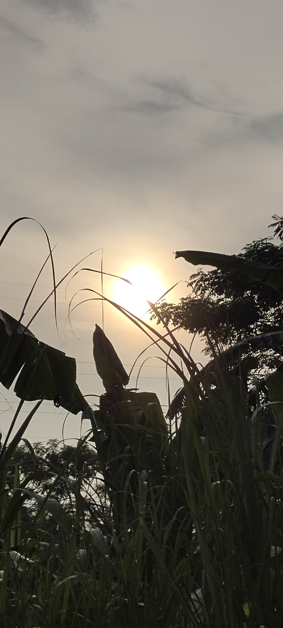 This is a vertical, medium-shot photograph taken at dusk in Lhokseumawe, Indonesia. The sun, a bright orb, is partially obscured by clouds and is positioned slightly left of the center frame, casting a warm, yellow light across the sky. In the foreground, tall green grass and large, dark green banana leaves are silhouetted against the bright sky. Their shadows stretch across the scene, creating a sense of depth. In the background, the silhouettes of trees and power lines can be seen. The overall mood of the image is peaceful and serene, evoking the feeling of a quiet evening in the Indonesian countryside.