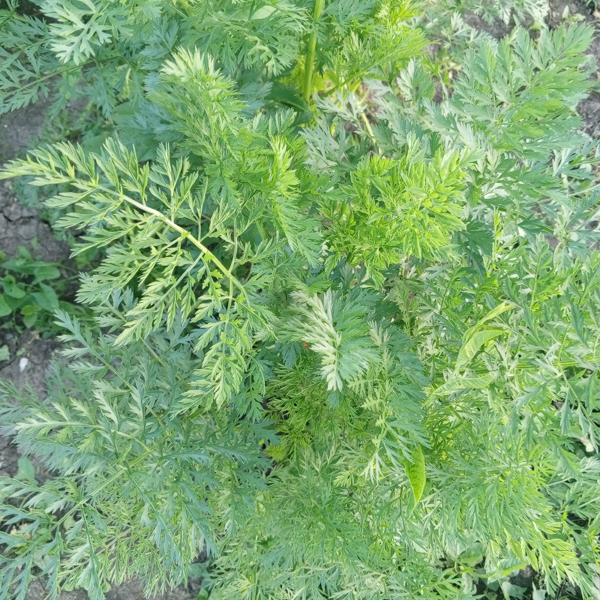 The image shows a close-up, top-down view of carrot tops in an outdoor garden. The foliage is dense and a vibrant green, with finely divided leaves that create a feathery texture. Some areas of the leaves appear lighter green or slightly yellowed, possibly due to sunlight or varying stages of growth. The ground beneath the plants is visible in patches and appears to be dark soil with some dry, cracked areas. There are no people or animals present in the image. The scene depicts a natural garden setting.