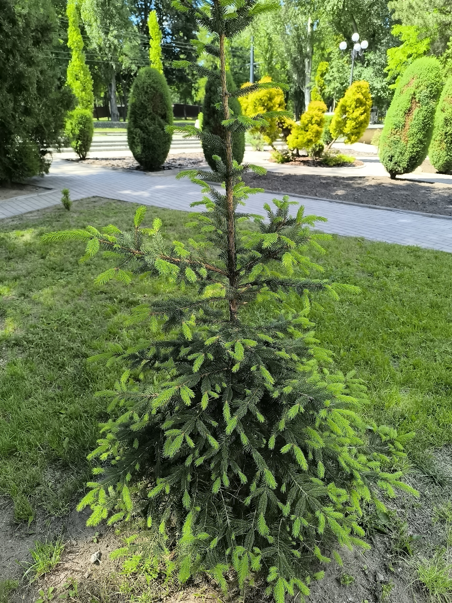 A young, green evergreen tree stands in the foreground of a park setting. The tree's needles are a vibrant green, with some lighter green new growth visible. The ground around the base of the tree is a mixture of dry soil and sparse grass. Behind the young tree, a paved pathway curves through a grassy area. Several other sculpted evergreen trees, some conical and others more rounded, are planted in landscaped beds along the pathway. In the background, larger trees with lush green foliage create a dense canopy. A lamppost with three globes is visible in the distance. The scene is bathed in sunlight, casting shadows across the grass and pathway. The overall impression is one of a well-maintained urban park on a sunny day. The location is the Velyka Dymerka Park in Dnipro, Ukraine.